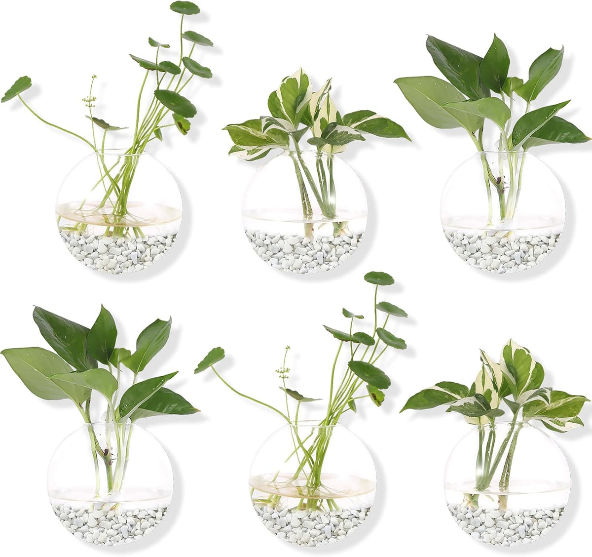 Propagation Wall Hanging 6 Pack round Glass Wall Planter Plant Holder Vase