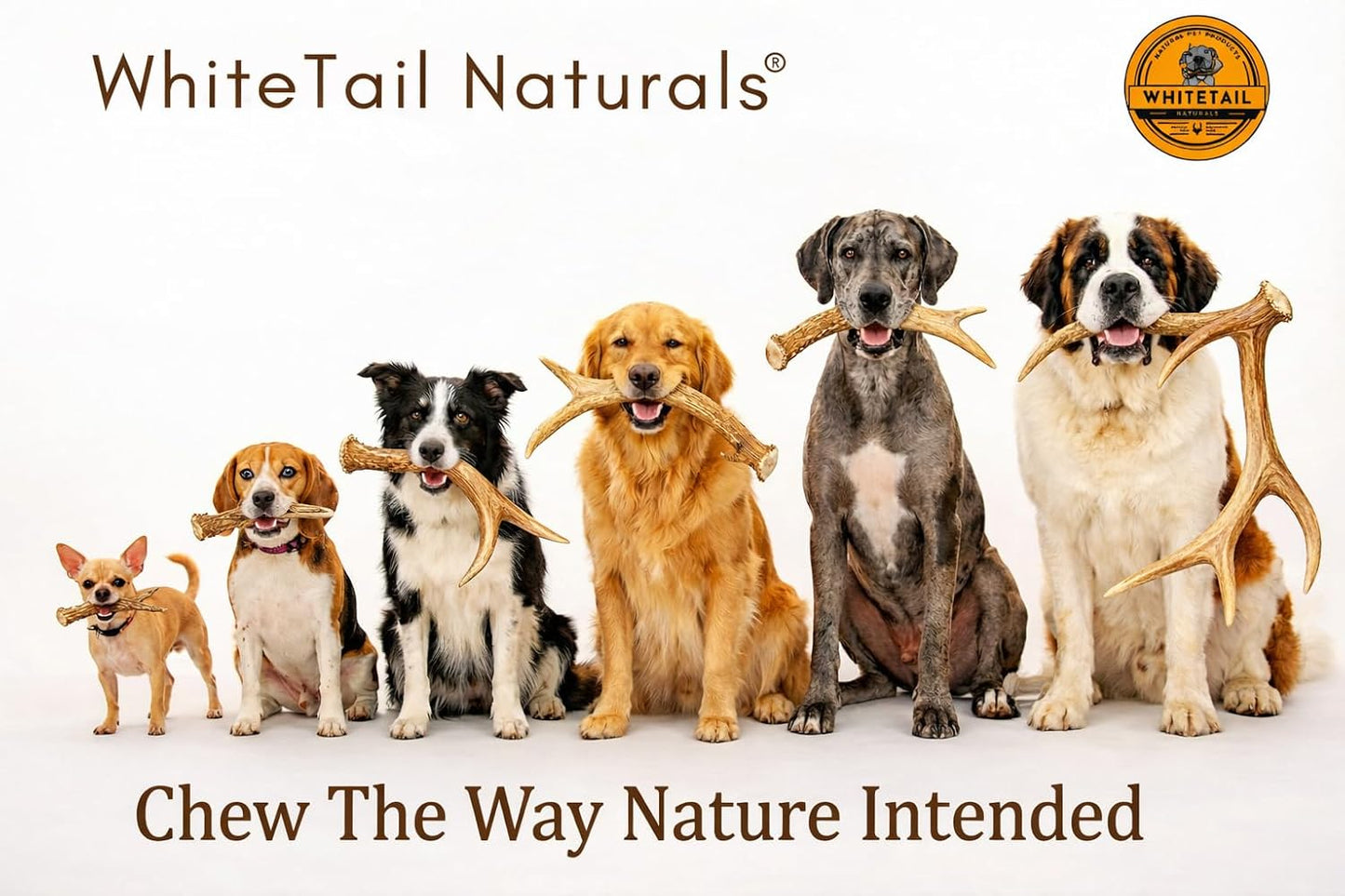 Whitetail Naturals Whole Deer Antler Dog Chews for Small & Medium Dogs – Natural Shed Antler Chew, Long Lasting Bone for Puppies and Smaller Breeds - Made in the USA