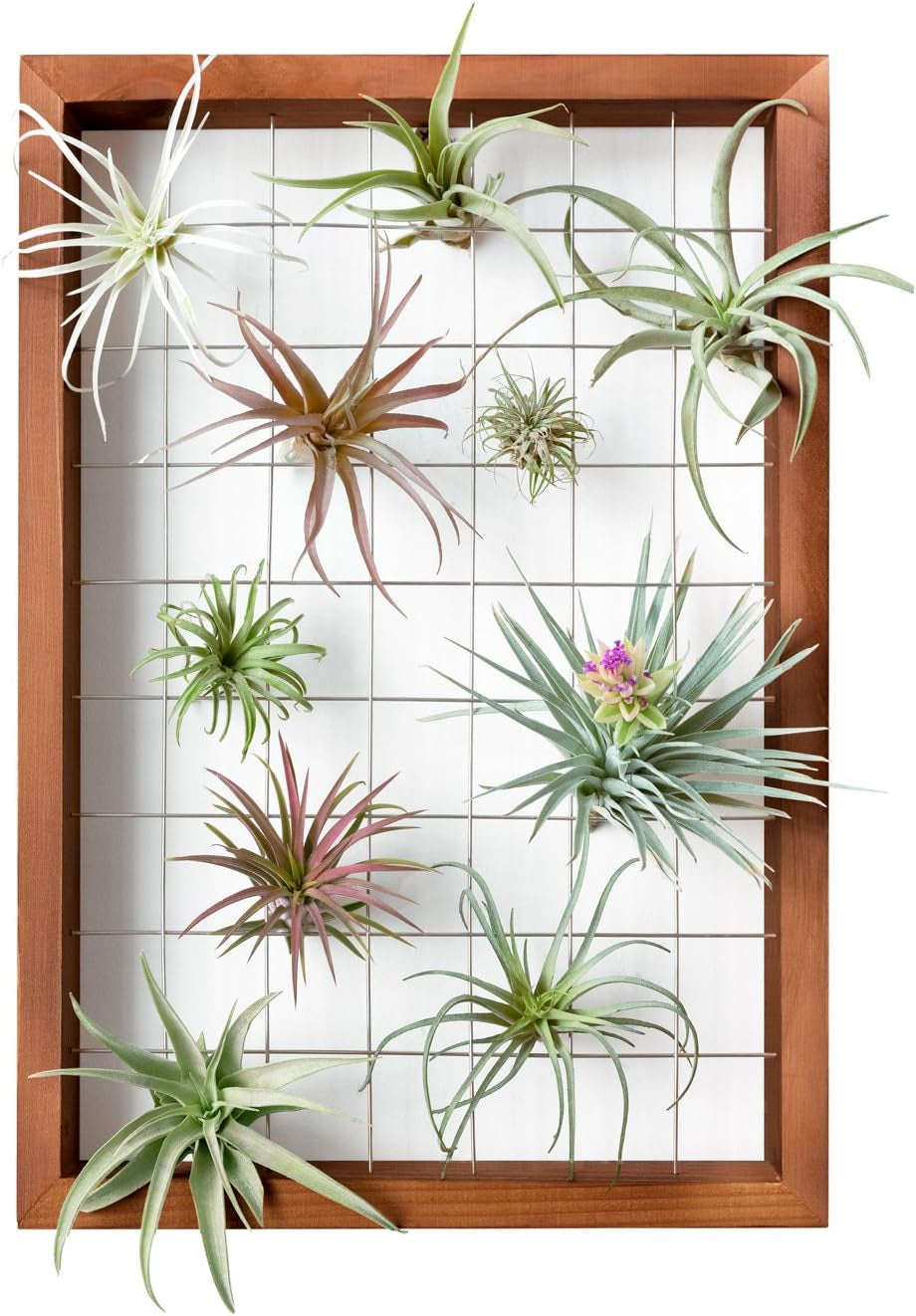 Mkono Air Plant Holder Hanging, 16" Wooden Wall Display Hanger Frame Decor