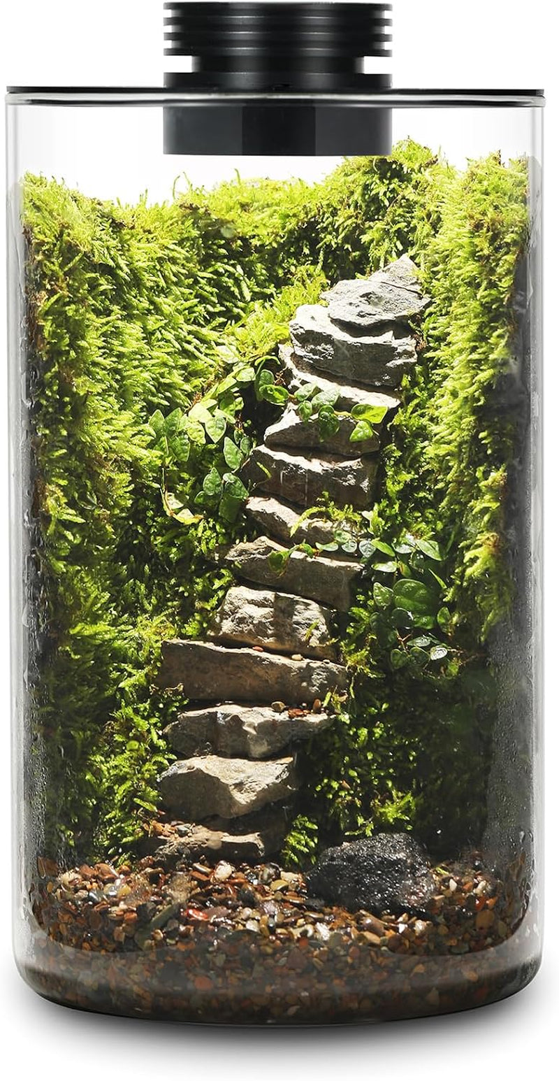 Desktop Glass Plant Terrarium with Grow Light for Carnivorous Plants & Moss