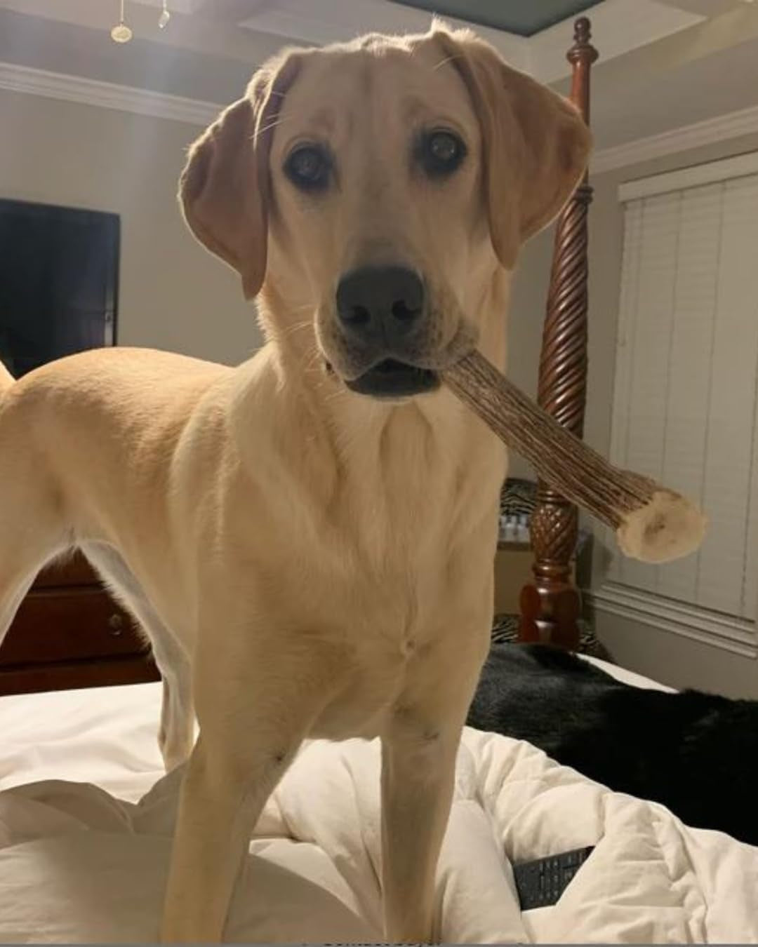Whitetail Naturals Deer Antlers for Dogs (1 Lb Bulk Pack) Premium Antler Chews for Medium to Large Dogs – Grade A, Wild Sourced & Naturally Shed (Approx. 4-5 Count)