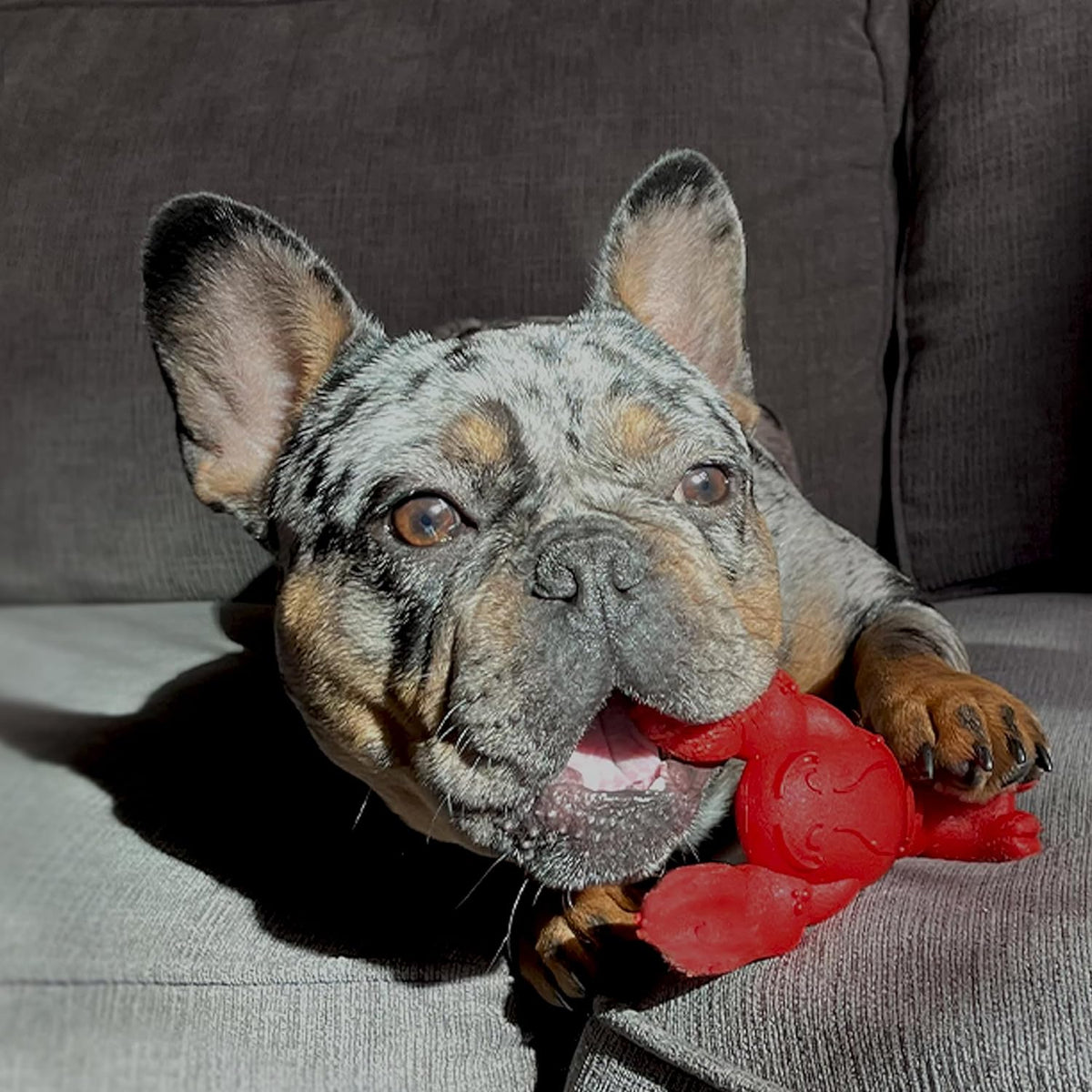 Nylabone Lobster Power Chew Toy for Dogs, Dog Toys for Aggressive Chewers