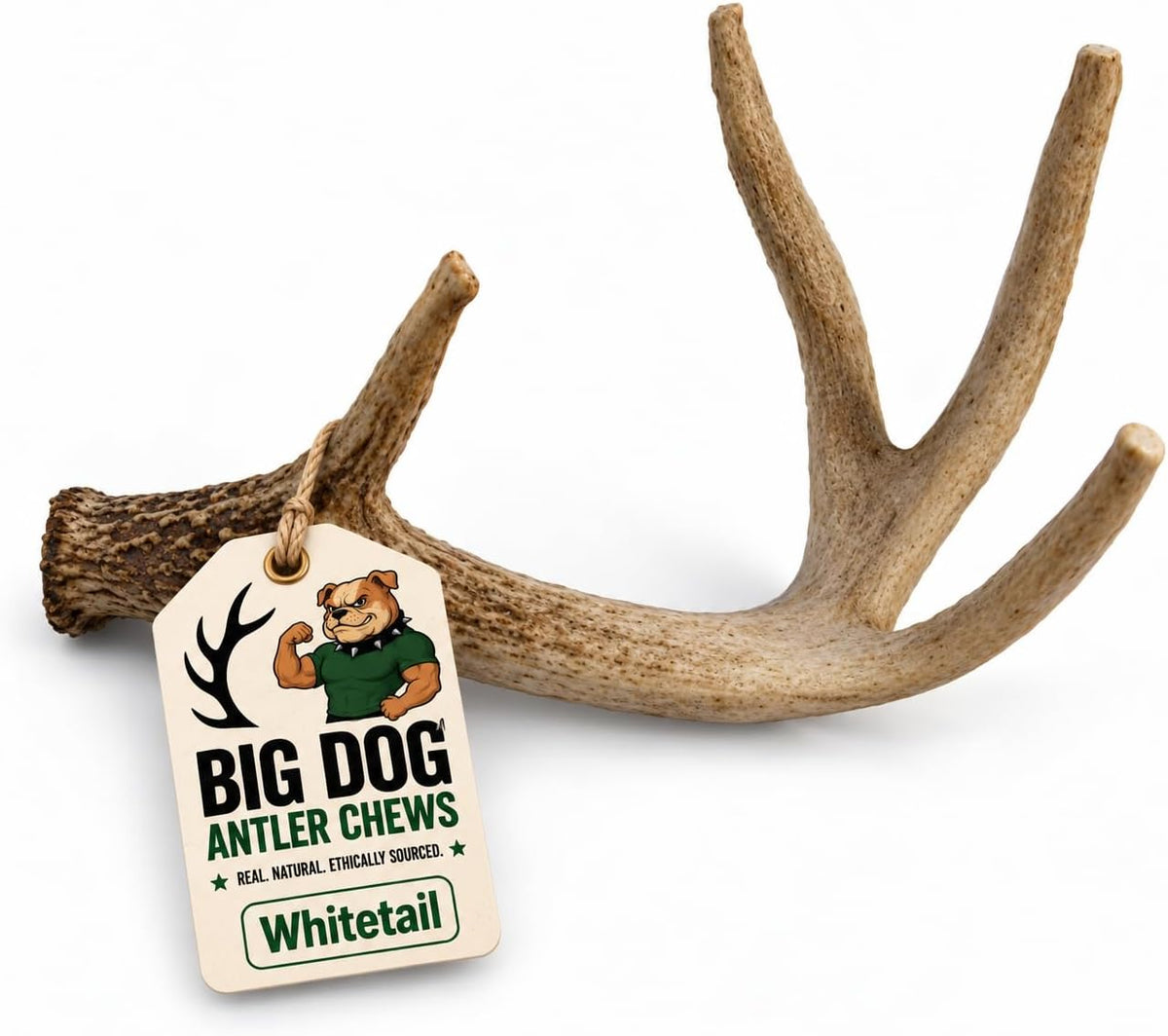 Big Dog Antler Chews - Whitetail Deer Antler Dog Chew, Medium, 8 Inches to 13 Inches Long, Natural, Healthy Long-Lasting Treat. for Medium to Large Size Dogs and Puppies.