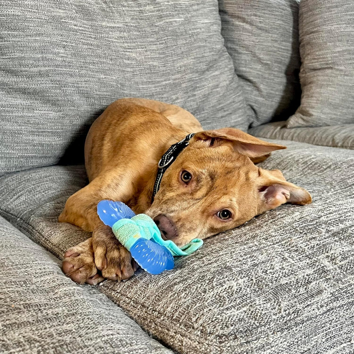 Nylabone Puppy Chew 2-In-1 Teething Freezer Bone Dog Chew Toy, Small
