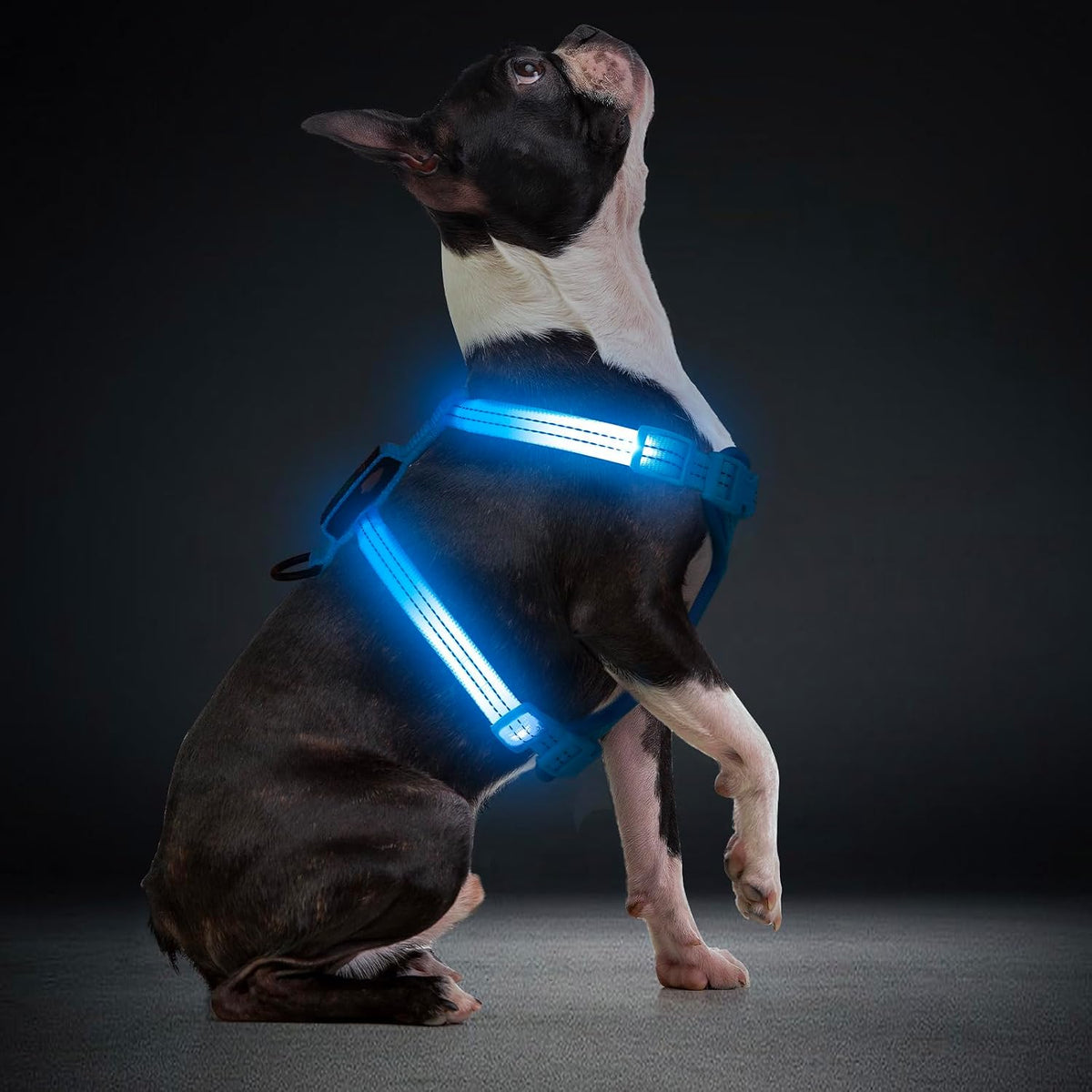 Light up Dog Harness for Small Dogs, LED Rechargeable No Pull Reflective Adjustable Dog Vest Harness with Soft Light, Glow-In-The-Dark for Night Safety Walking (Blue)