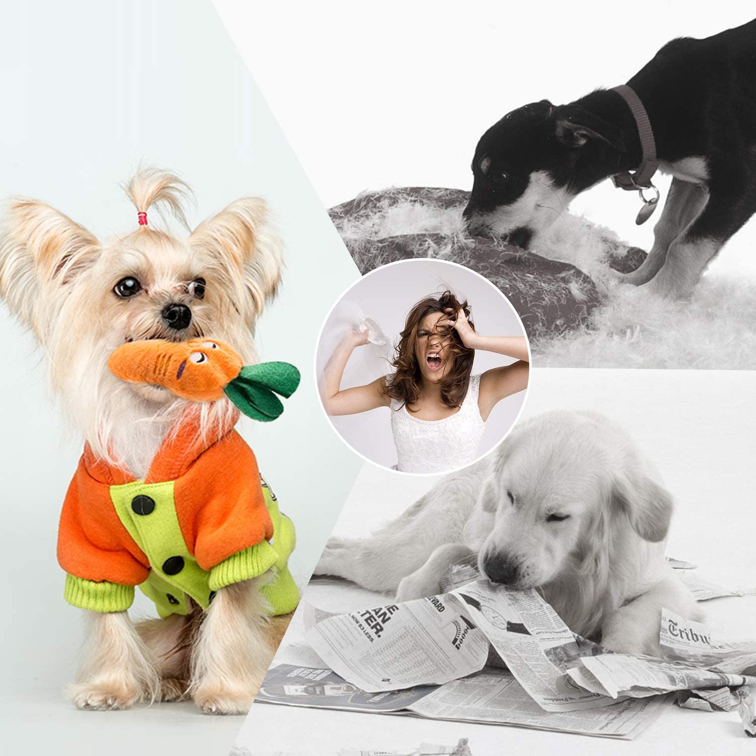 Nocciola Dog Squeaky Toys, Plush Small Dog Toys for Dogs, Stuffed with Squeakers,12 Pcs Puppy Toys with a Carrying Bag for Small Medium Size