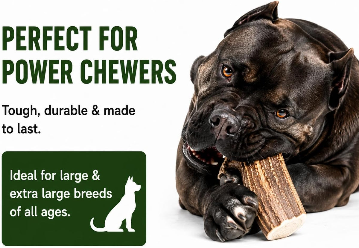 Premium Deer Antler Pieces - Dog Chews - Antlers by the Pound, One Pound - Six Inches or Longer - Medium, Large and XL - Happy Dog Guarantee!