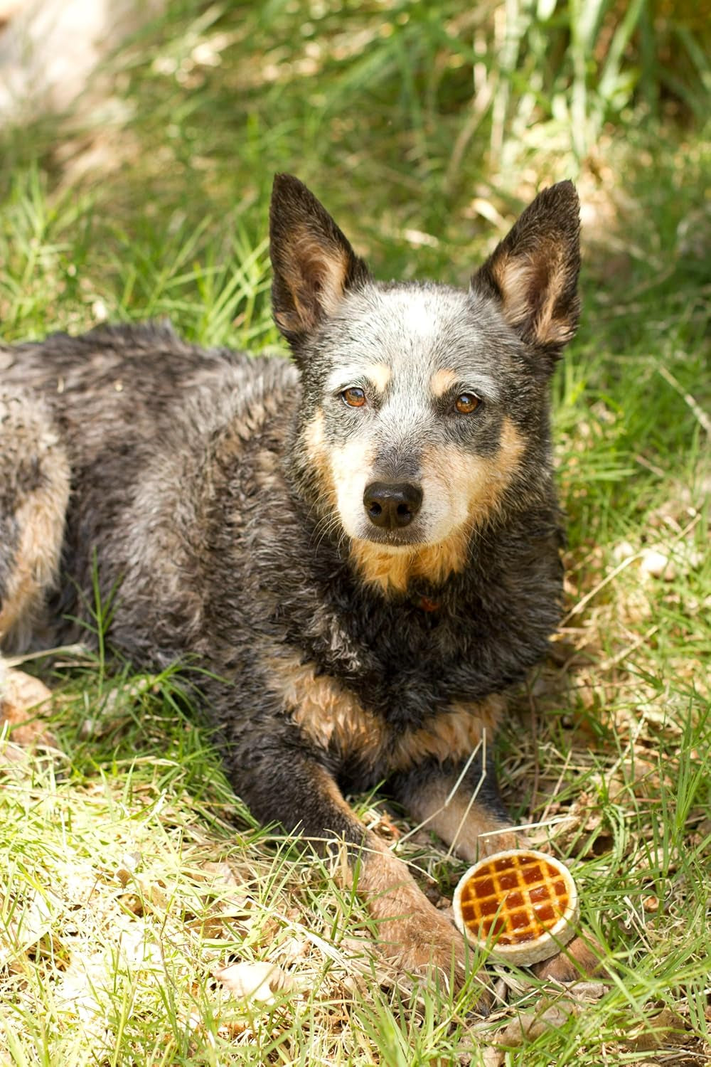 Roofle Dog Treats by REDBARN