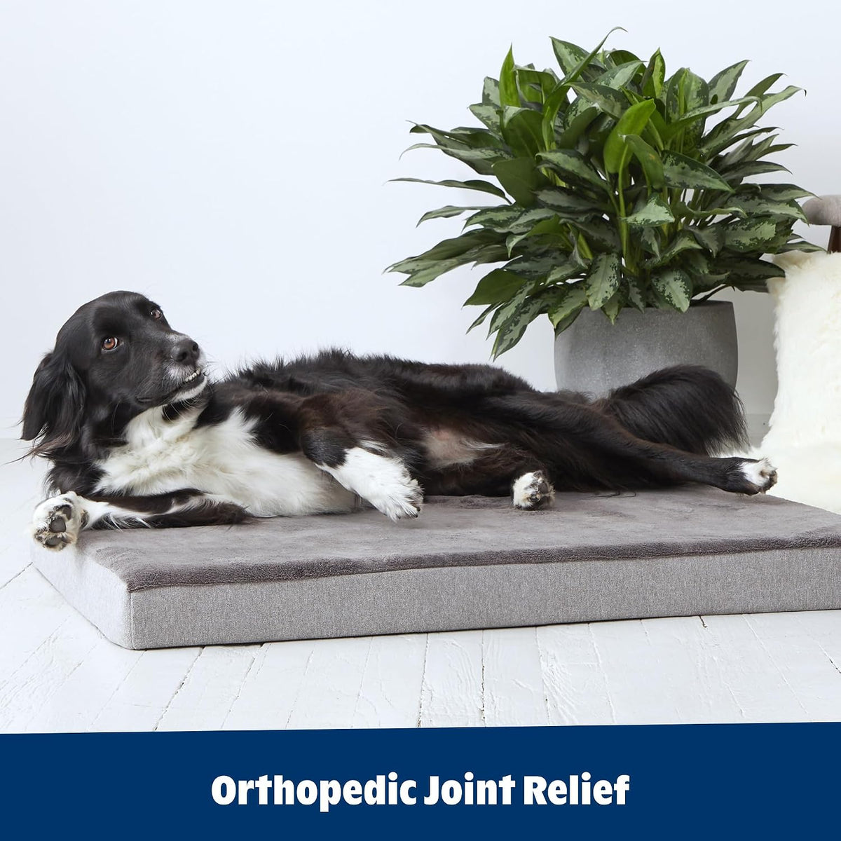 Barkbox Orthopedic Dog Bed - Medium