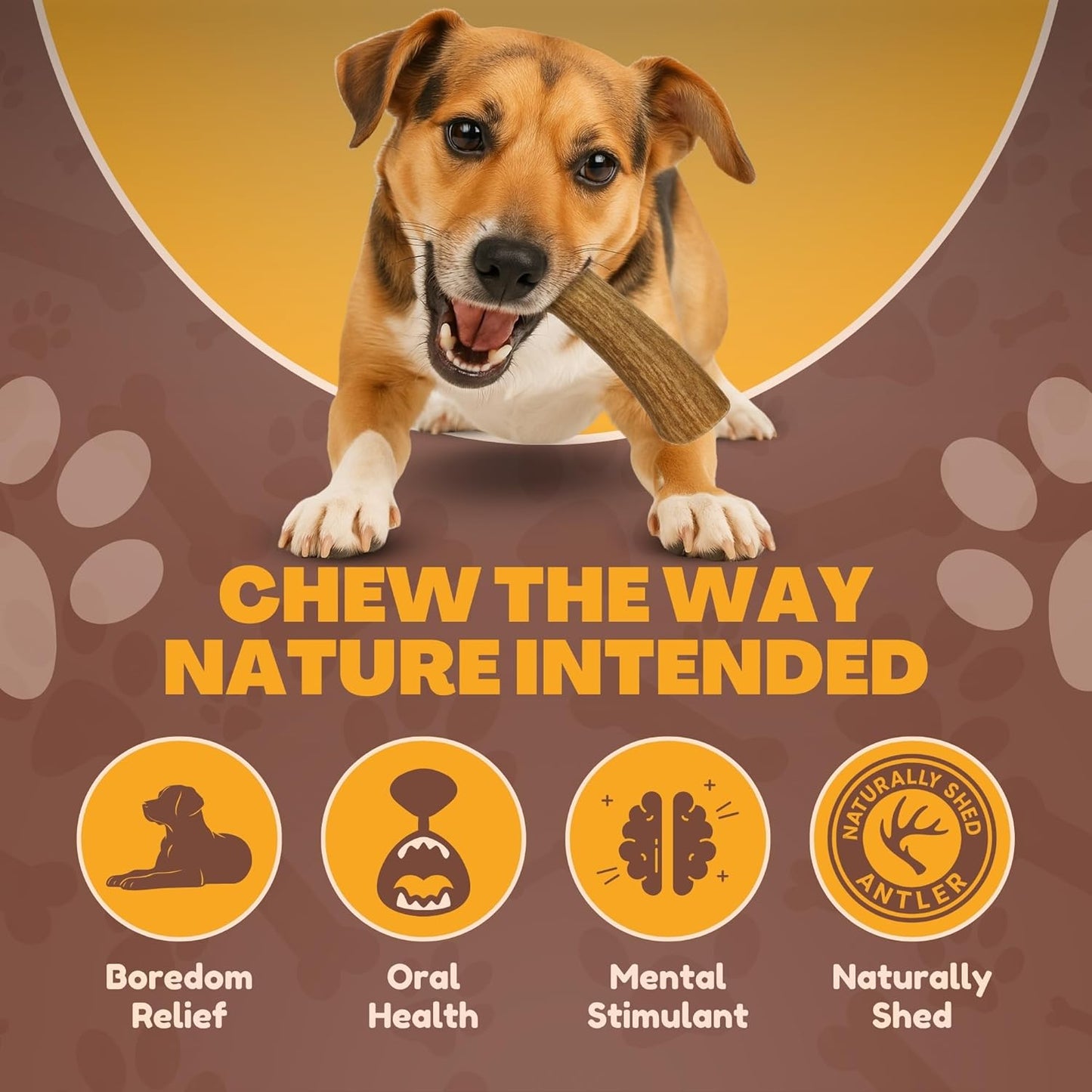 Whitetail Naturals Deer Antler Dog Chews (3 Pack Medium) - Long Lasting, Naturally Shed Whole Antlers for Dogs - Long Lasting Dog Bones for Power Chewers