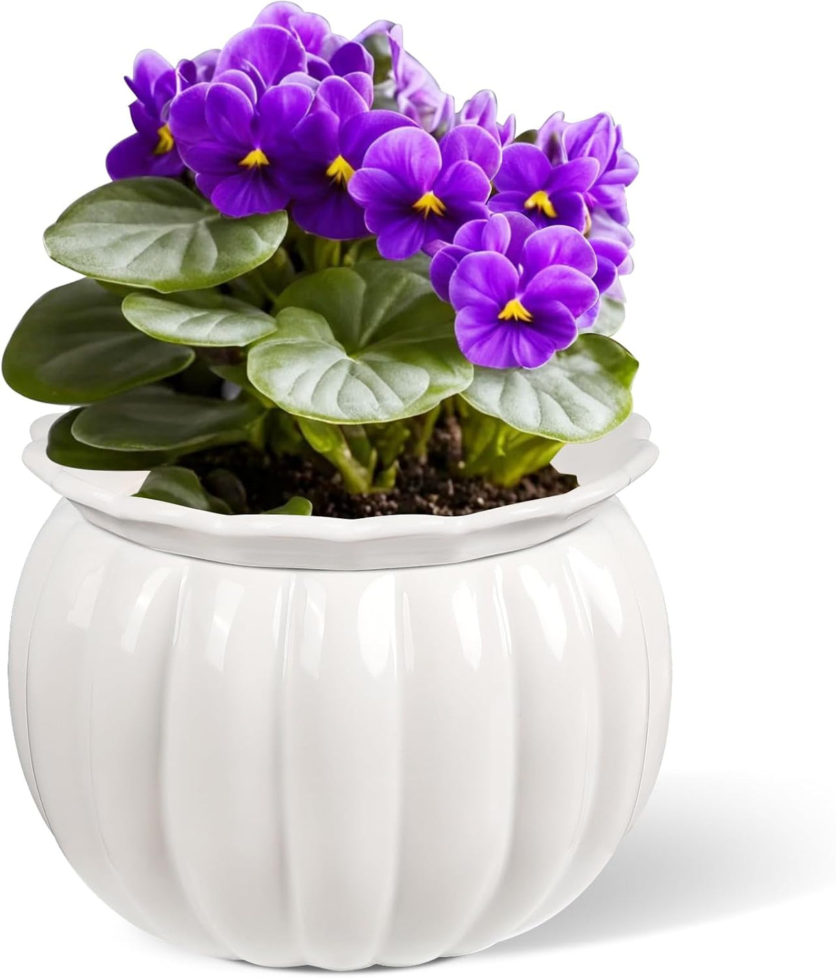 Self Watering African Violet Pot 6 in Ceramic Planter-White