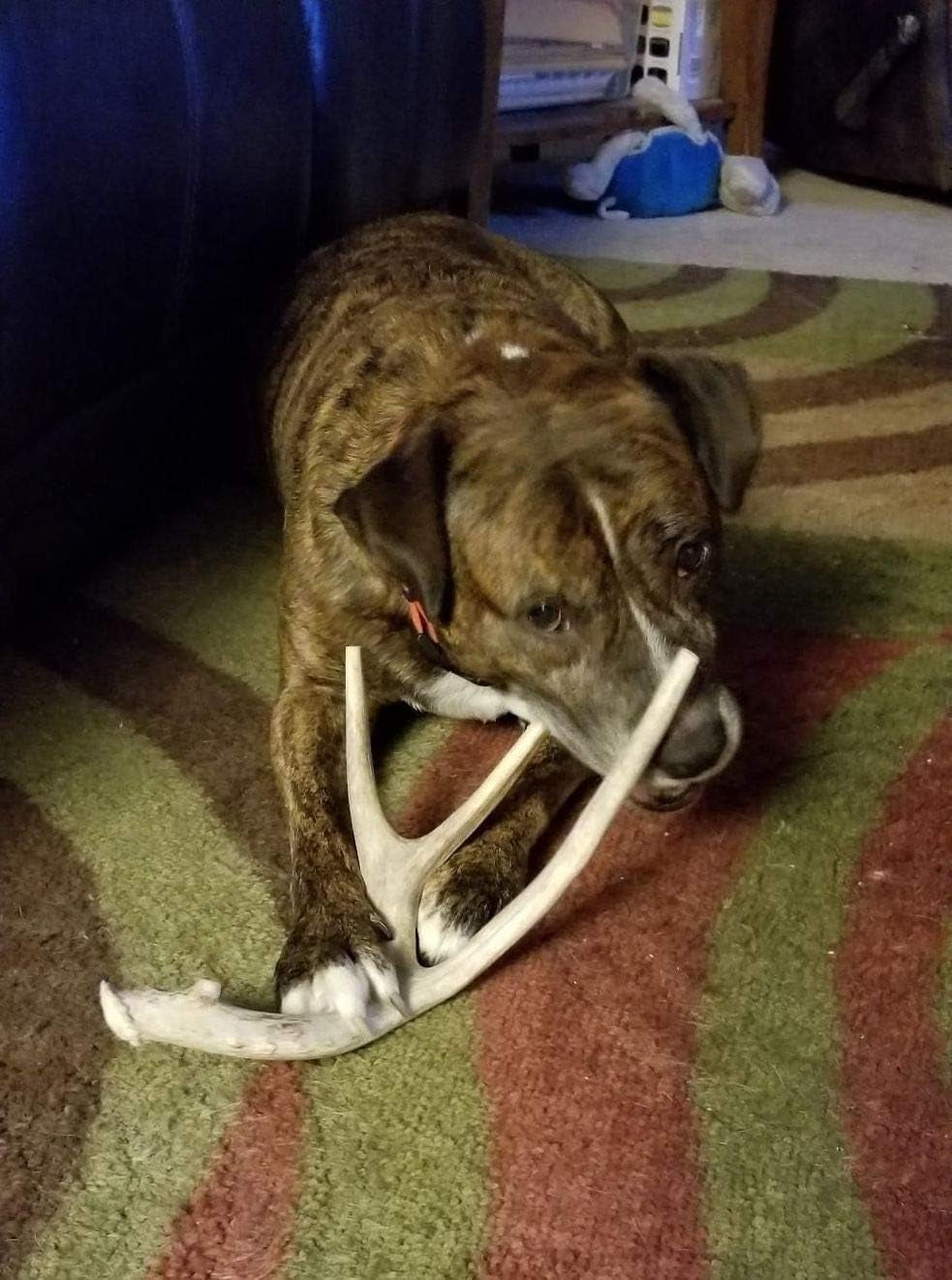 XL Deer Antler Dog Chew - Extra Large, Jumbo, for Large Dogs and Puppies Who Are Aggressive Chewers
