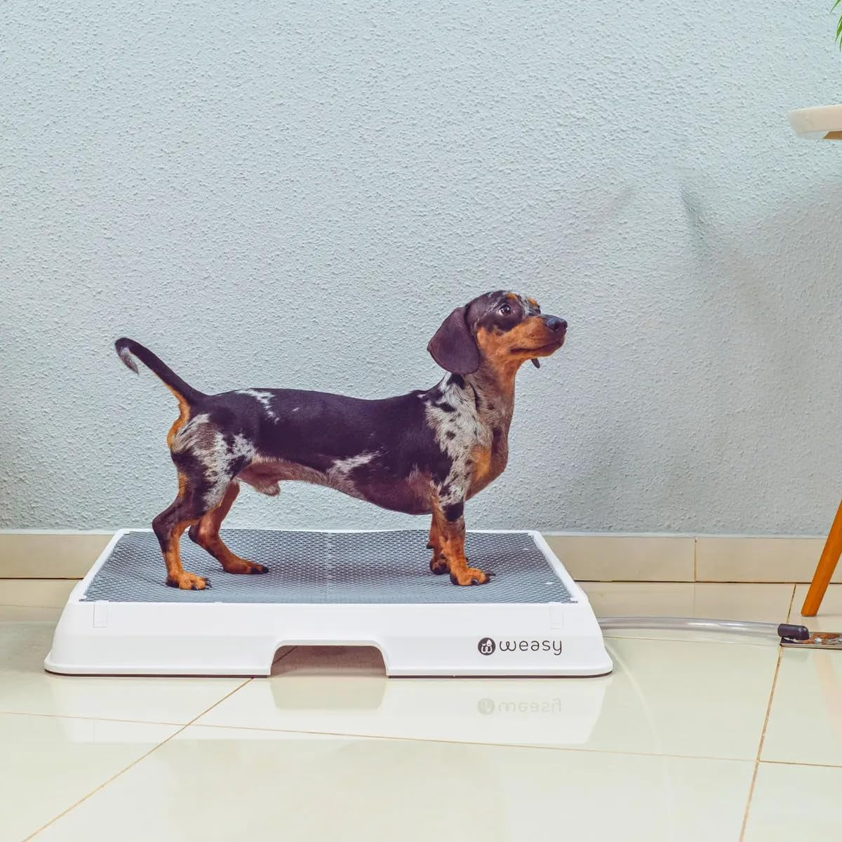 Weasy Indoor Dog Potty Tray for Medium Dogs with Drain Hose | Reusable Dog Toilet | Indoor Potty Training System | Compatible with Weasy Bag - White and Gray - Medium