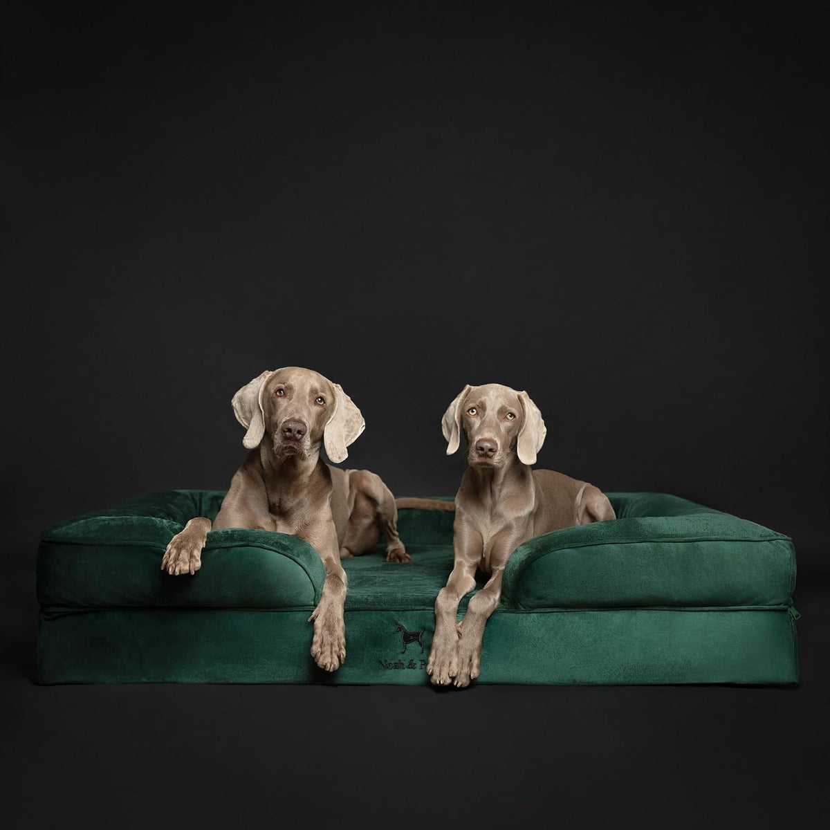 NOAH & PAW Giant Dog Bed XXL, 55X45X11 Inch, Orthopedic Dog Beds, Eggshell Memory Foam Infused with Cooling Gel, Inner Cover, Water Resistant, Machine Washable