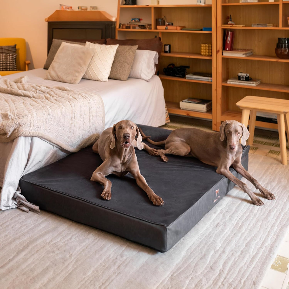 NOAH & PAW XL Dog Bed, 45X35X9.1 Inch, Orthopedic Large Dog Beds, Eggshell Memory Foam Infused with Cooling Gel, Water Resistant, Machine Washable, Includes Inner Cover