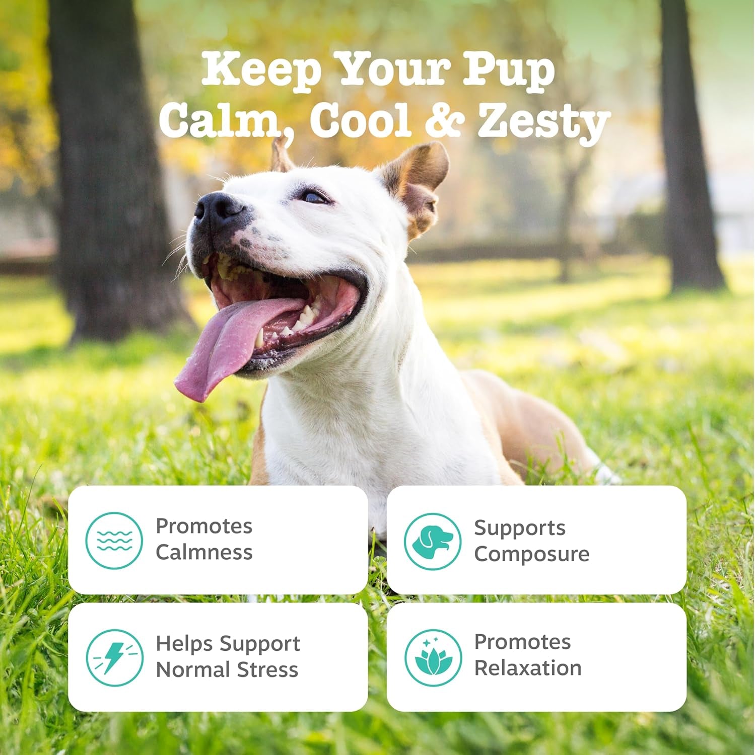 Zesty Paws Calming Chews for Dogs - for Everyday Stress, Relaxation, Composure, and Separation Turkey 90 Count