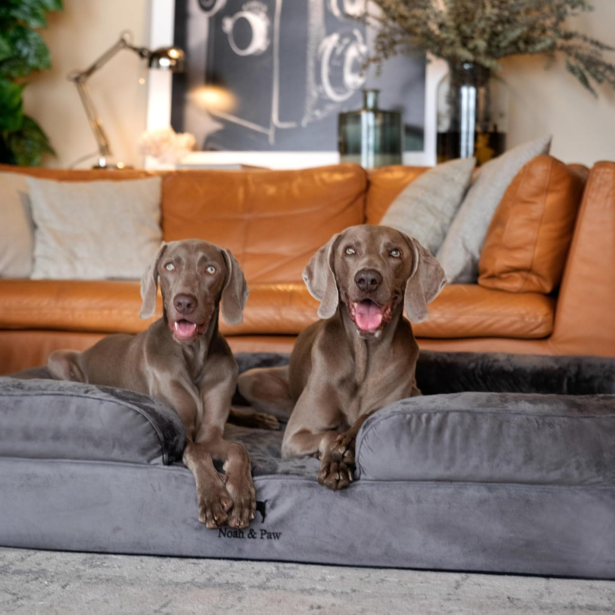 NOAH & PAW Giant Dog Bed XXL, 55X45X11 Inch, Orthopedic Dog Beds, Eggshell Memory Foam Infused with Cooling Gel, Inner Cover, Water Resistant, Machine Washable