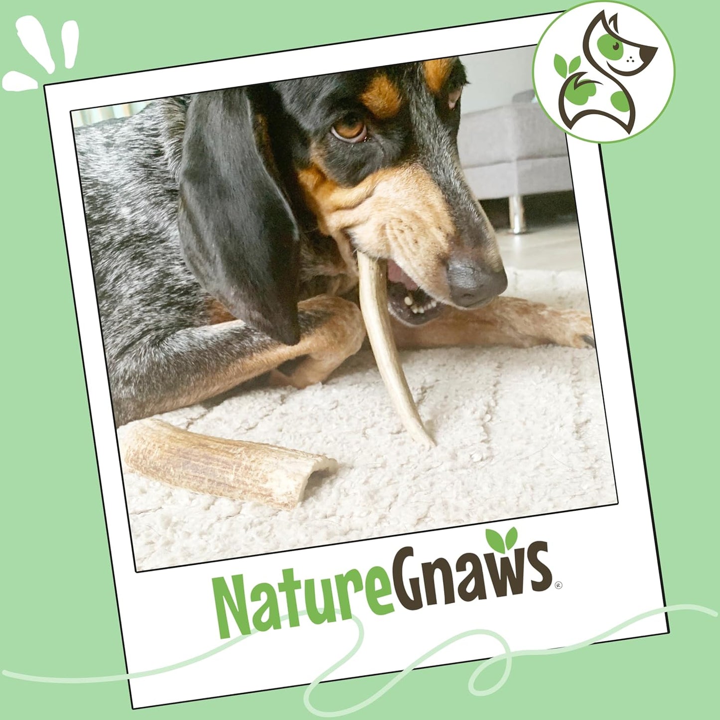 Nature Gnaws USA Elk Antlers for Dogs 5-8" (3 Count) - Mix of Split and Whole Pieces - Long Lasting for Aggressive Chewers - Natural Dog Chew Bones