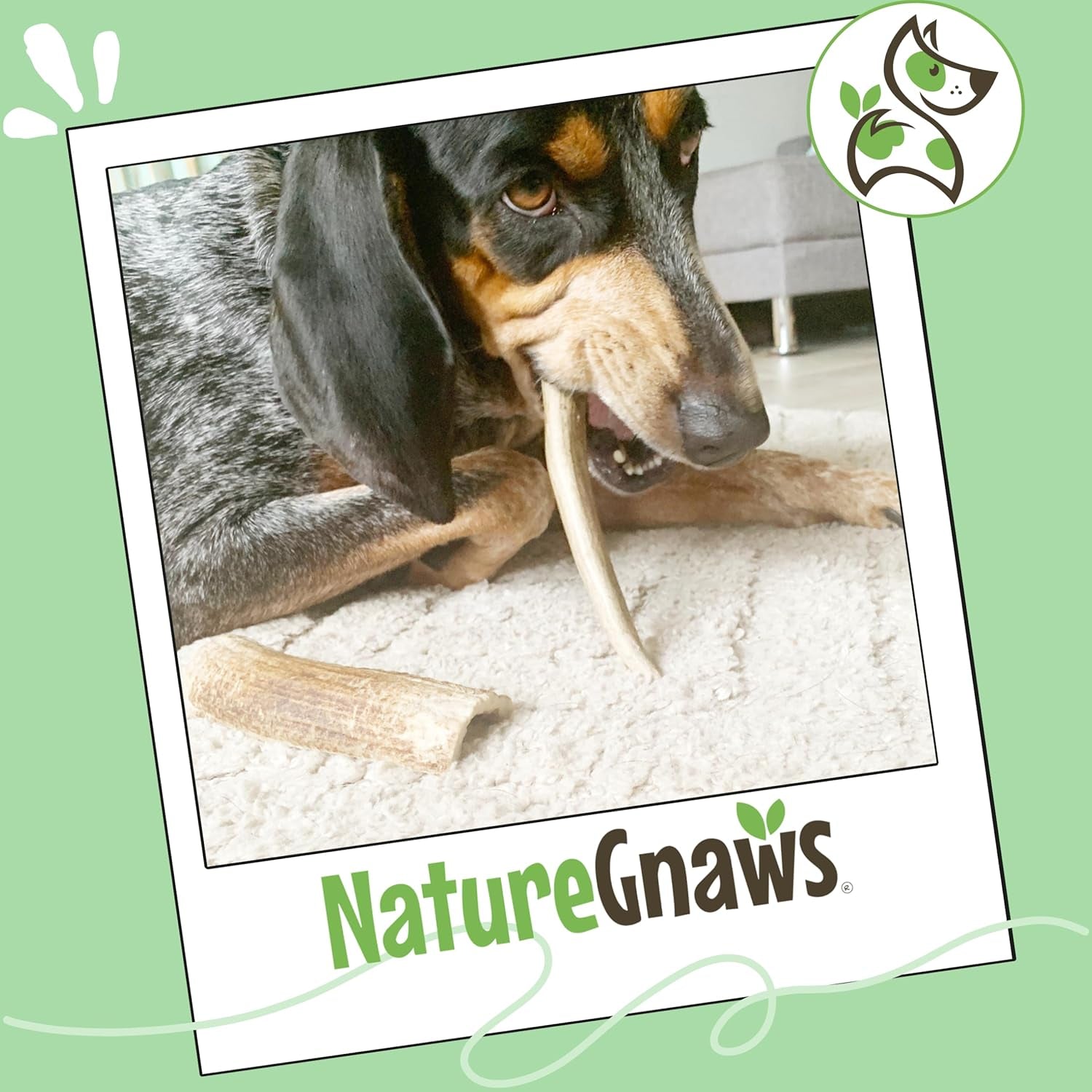 Nature Gnaws USA Elk Antlers for Dogs 5-8" (3 Count) - Mix of Split and Whole Pieces - Long Lasting for Aggressive Chewers - Natural Dog Chew Bones