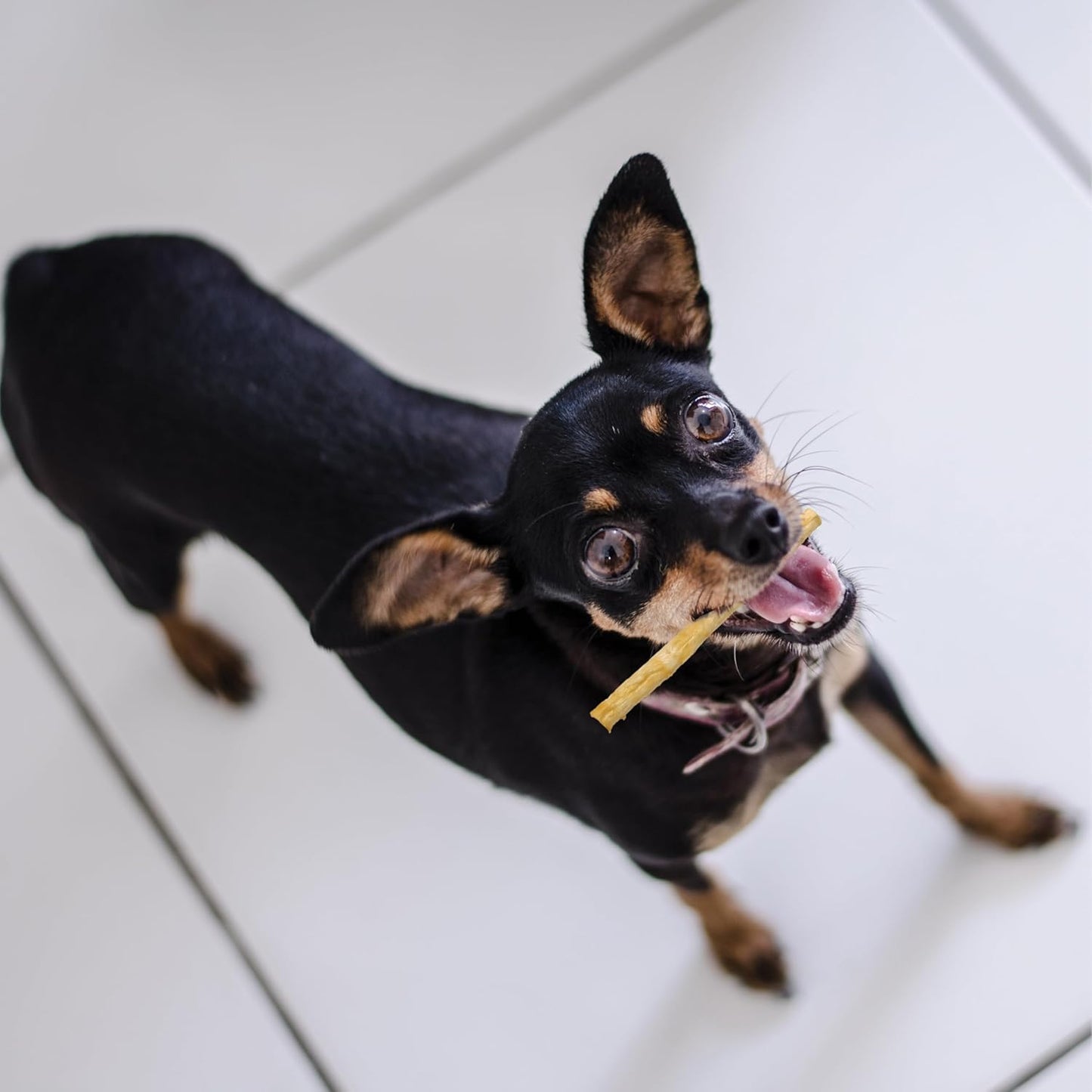 Fieldcrest Farms Nothin' to Hide Twist Stix, Chicken Flavor, Easily Digestible, Supports Skin, Coat, Joints & Muscles, for Moderate Chewers under 15Lbs, 10 Pcs
