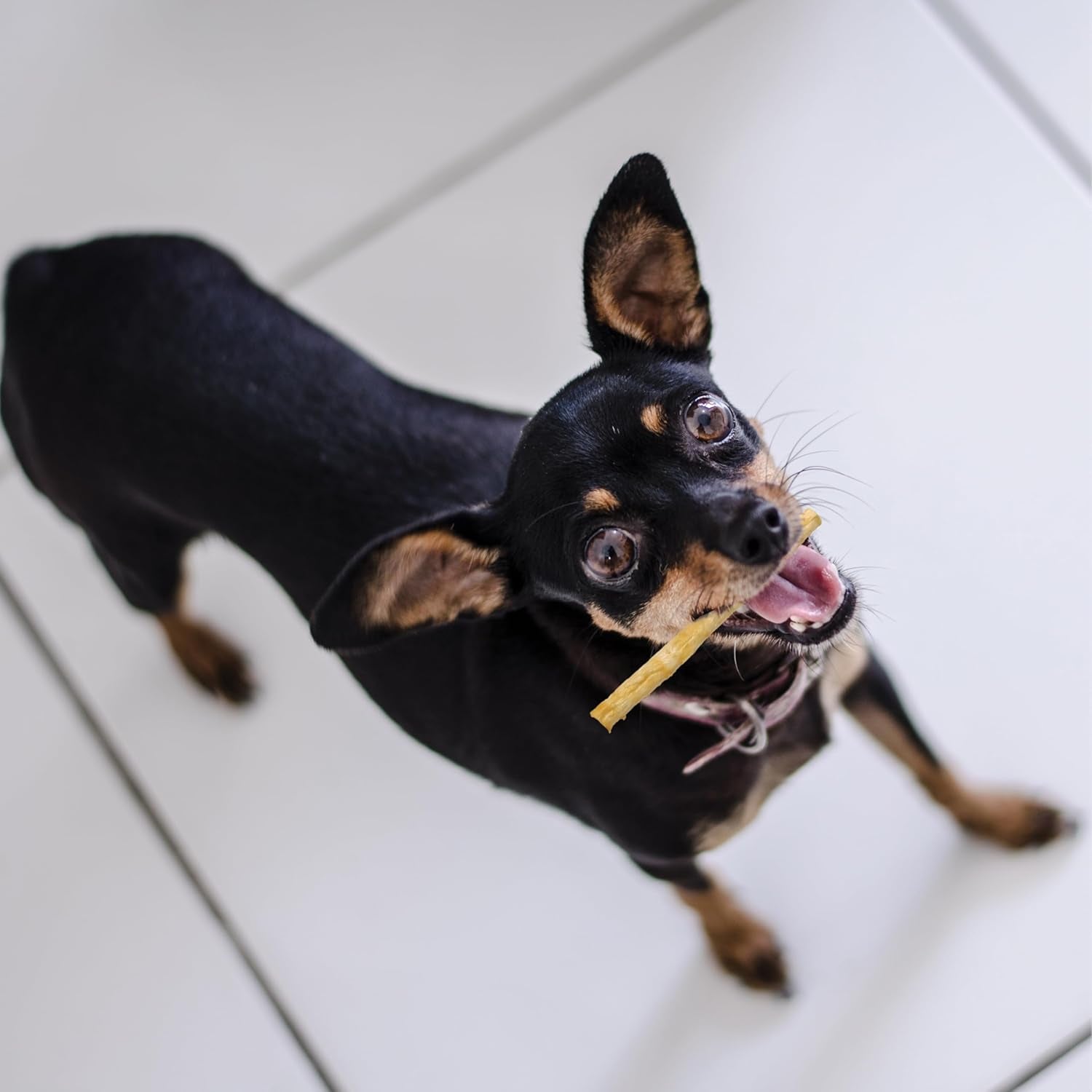 Fieldcrest Farms Nothin' to Hide Twist Stix, Chicken Flavor, Easily Digestible, Supports Skin, Coat, Joints & Muscles, for Moderate Chewers under 15Lbs, 10 Pcs