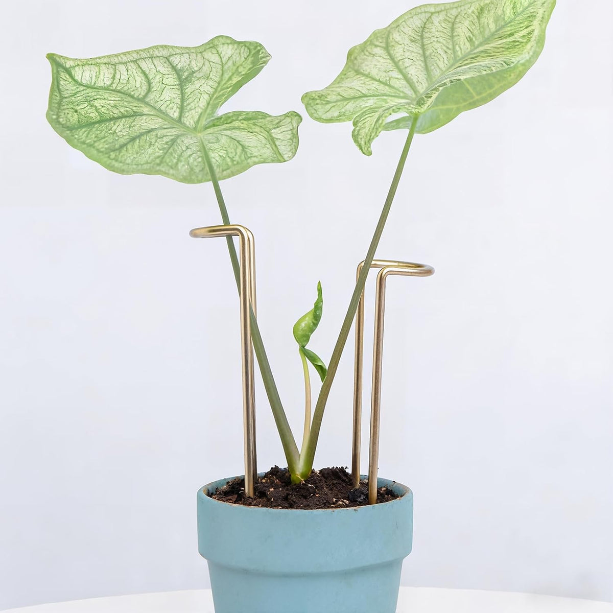 8.7 Inch Indoor Plant Trellis 10 Pack Small Gold Plant Supports