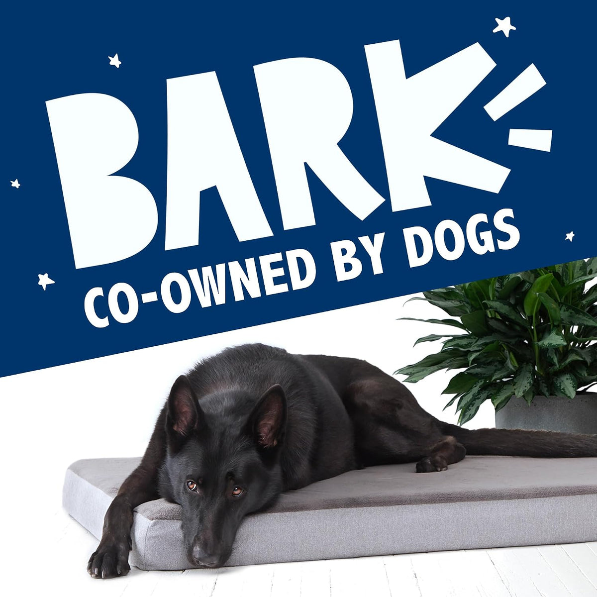 Barkbox Orthopedic Dog Bed - Medium