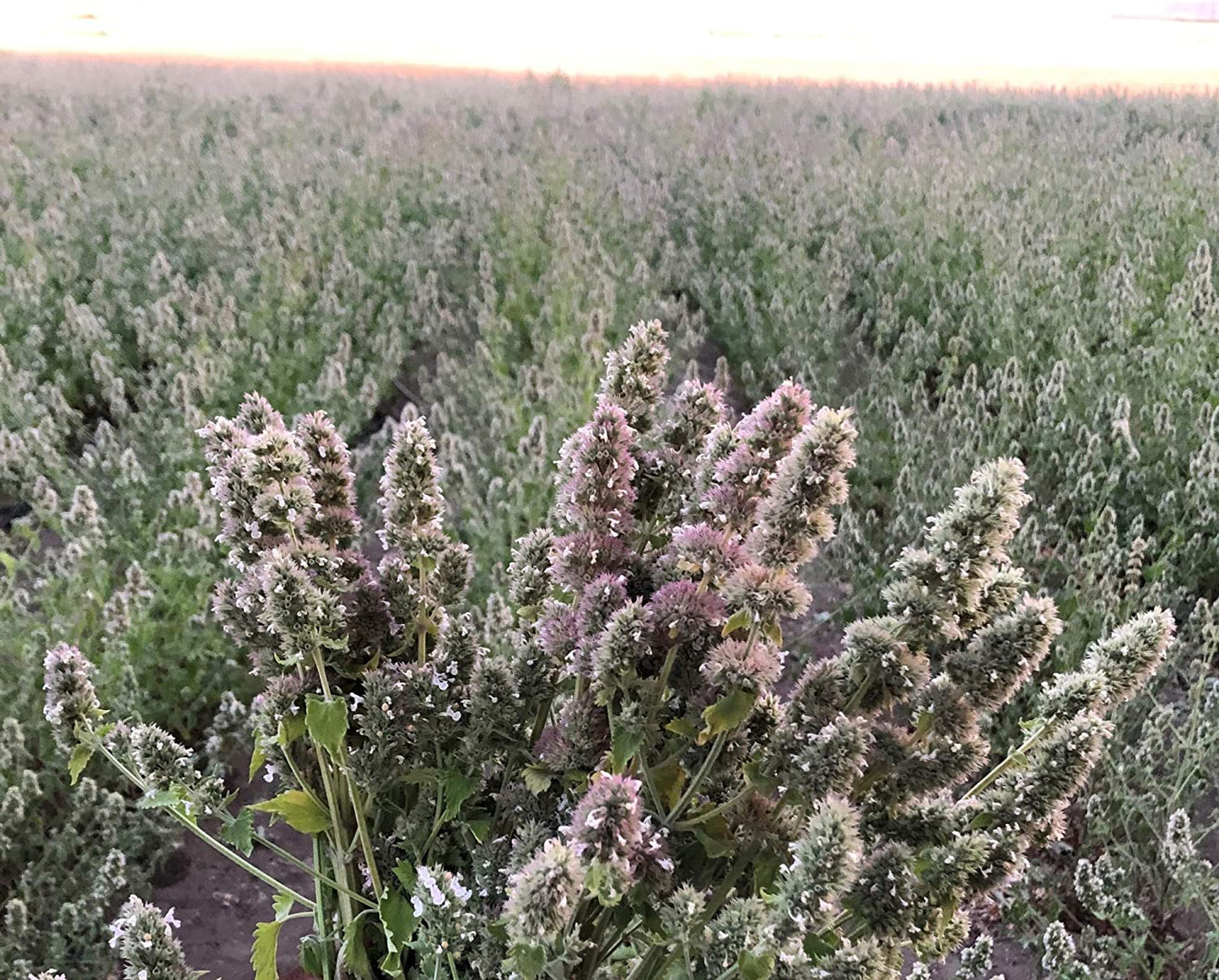 From the Field | Ultimate Blend Catnip & Silver Vine | Premium Usa-Grown Catnip for Toys & Playtime | Fresh, Potent, Non-Toxic, Eco-Friendly | Safe for Kittens & Cats | Resealable 2 Oz Tub
