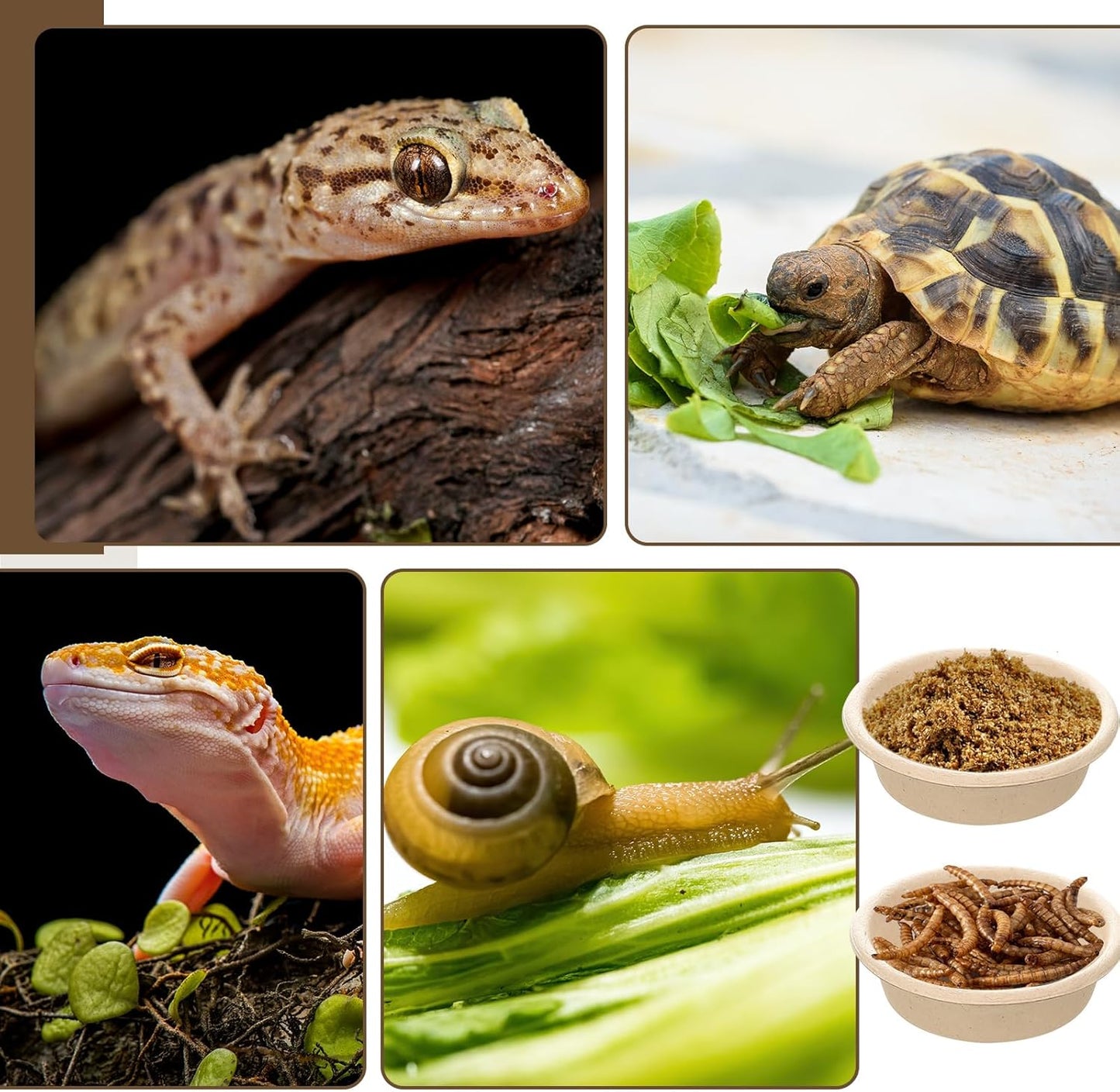 Maxcheck 1000 Pcs Paper Gecko Feeding Cups 1 Oz Food and Water Bowls Small Reptile Feeding Ledge Replacement Cup Dish Bowl Ledge Accessories for Gecko Lizards Spiders Small Pet