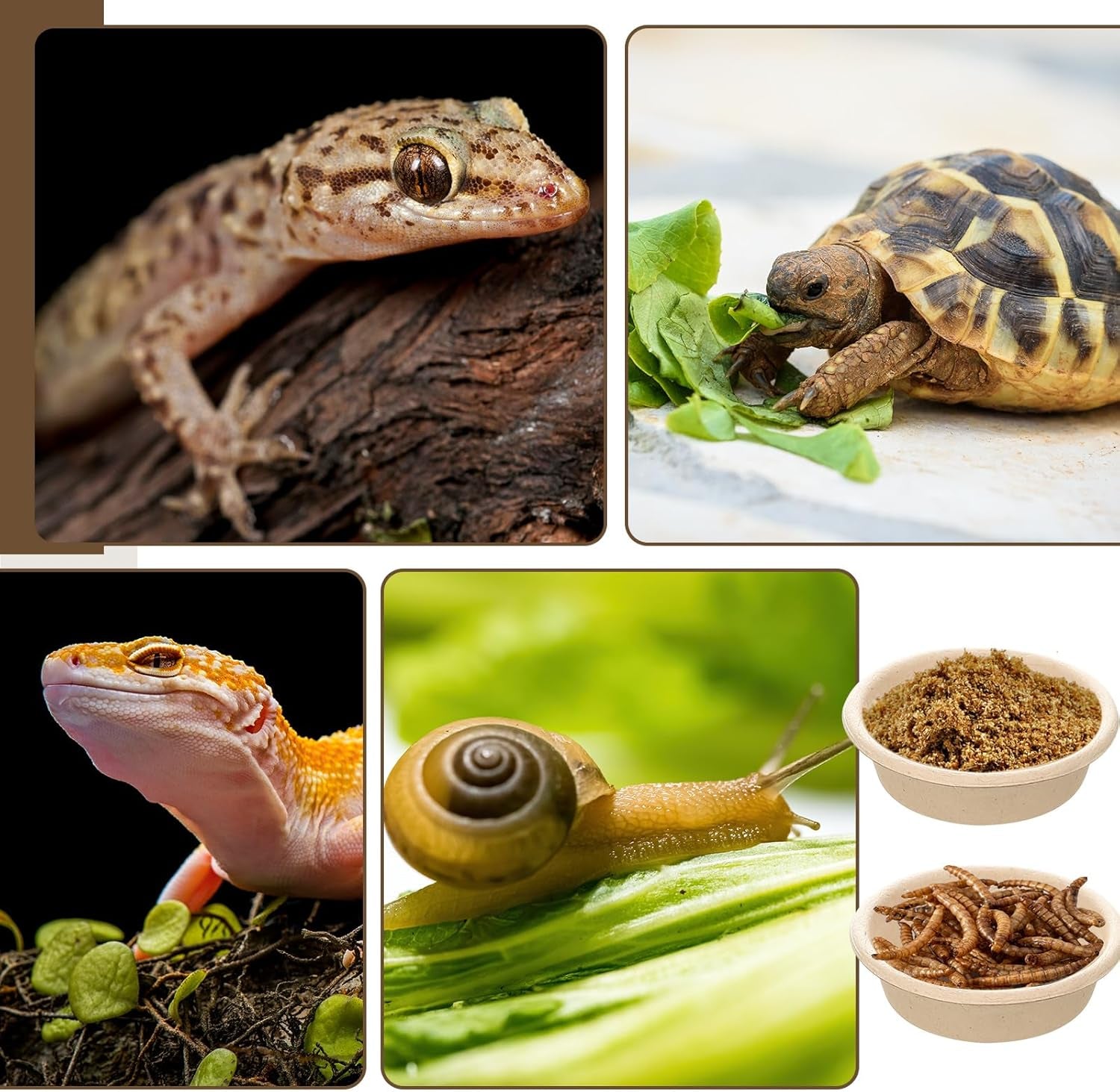 Maxcheck 1000 Pcs Paper Gecko Feeding Cups 1 Oz Food and Water Bowls Small Reptile Feeding Ledge Replacement Cup Dish Bowl Ledge Accessories for Gecko Lizards Spiders Small Pet