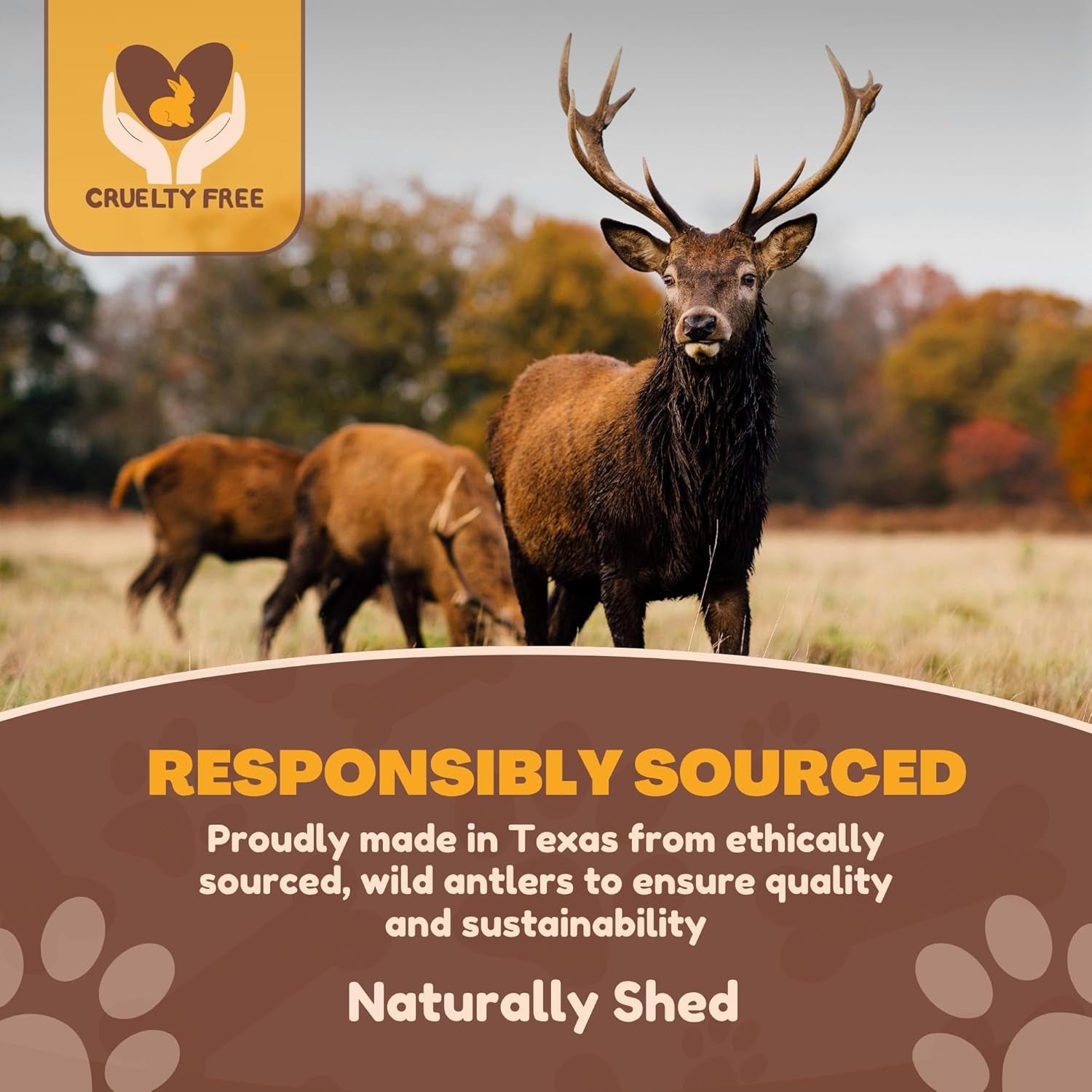 Whitetail Naturals Premium Split Elk & Red Deer Antlers for Dogs (6 Pack) Naturally Shed Elk Antler Chews with Exposed Marrow – Safe & Mess-Free for Medium to Large Breeds