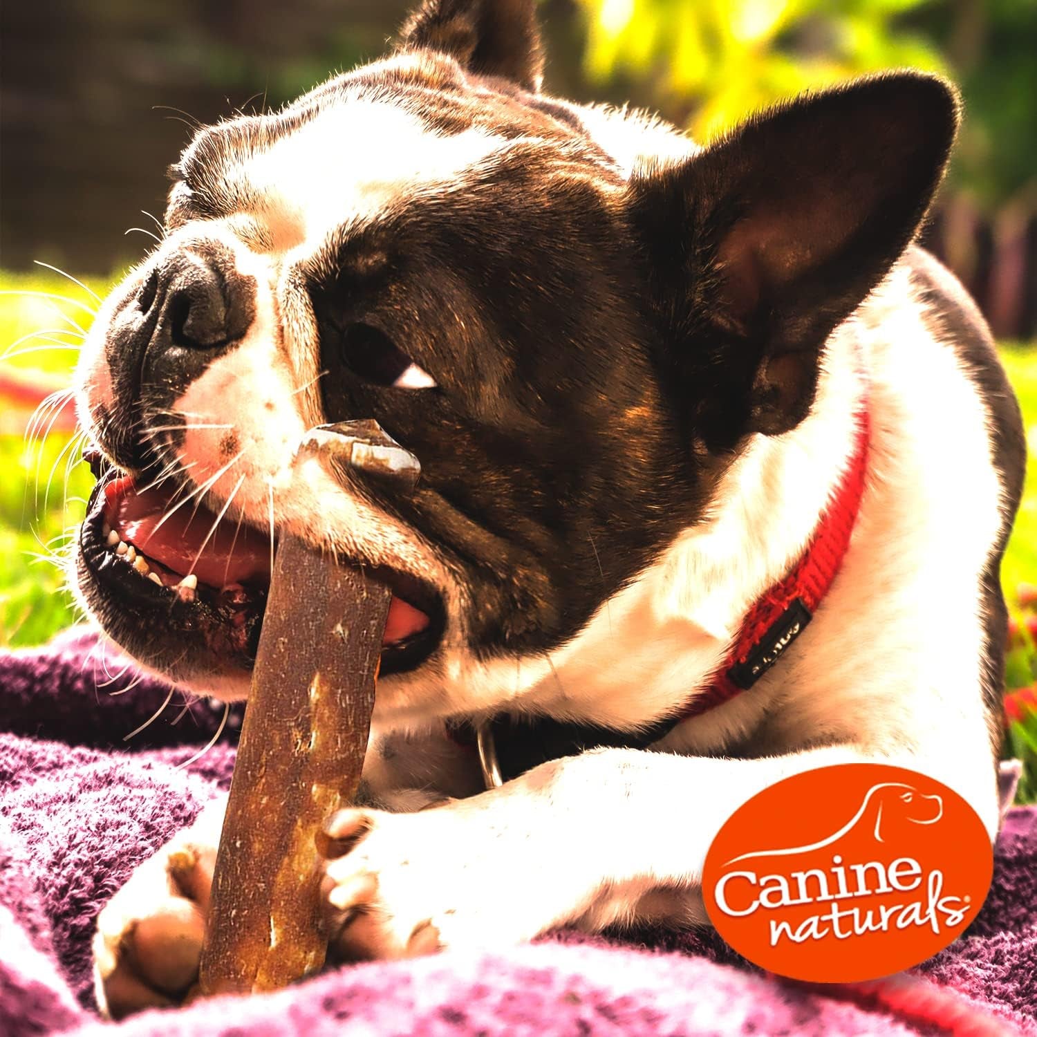Canine Naturals Peanut Butter Chew - 100% Rawhide Free Dog Treats - Made with Real Peanut Butter - All-Natural and Easily Digestible - 2 Pack of 4 Inch Medium Rolls for Dogs 20-50Lb