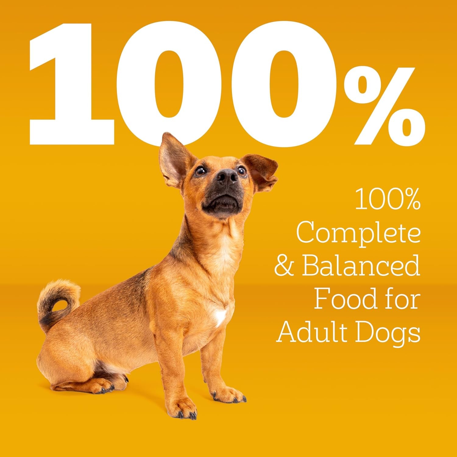Pedigree Dry Dog Food for Adult Small Dogs, Roasted Chicken and Vegetable Flavor, 14 Lb. Bag