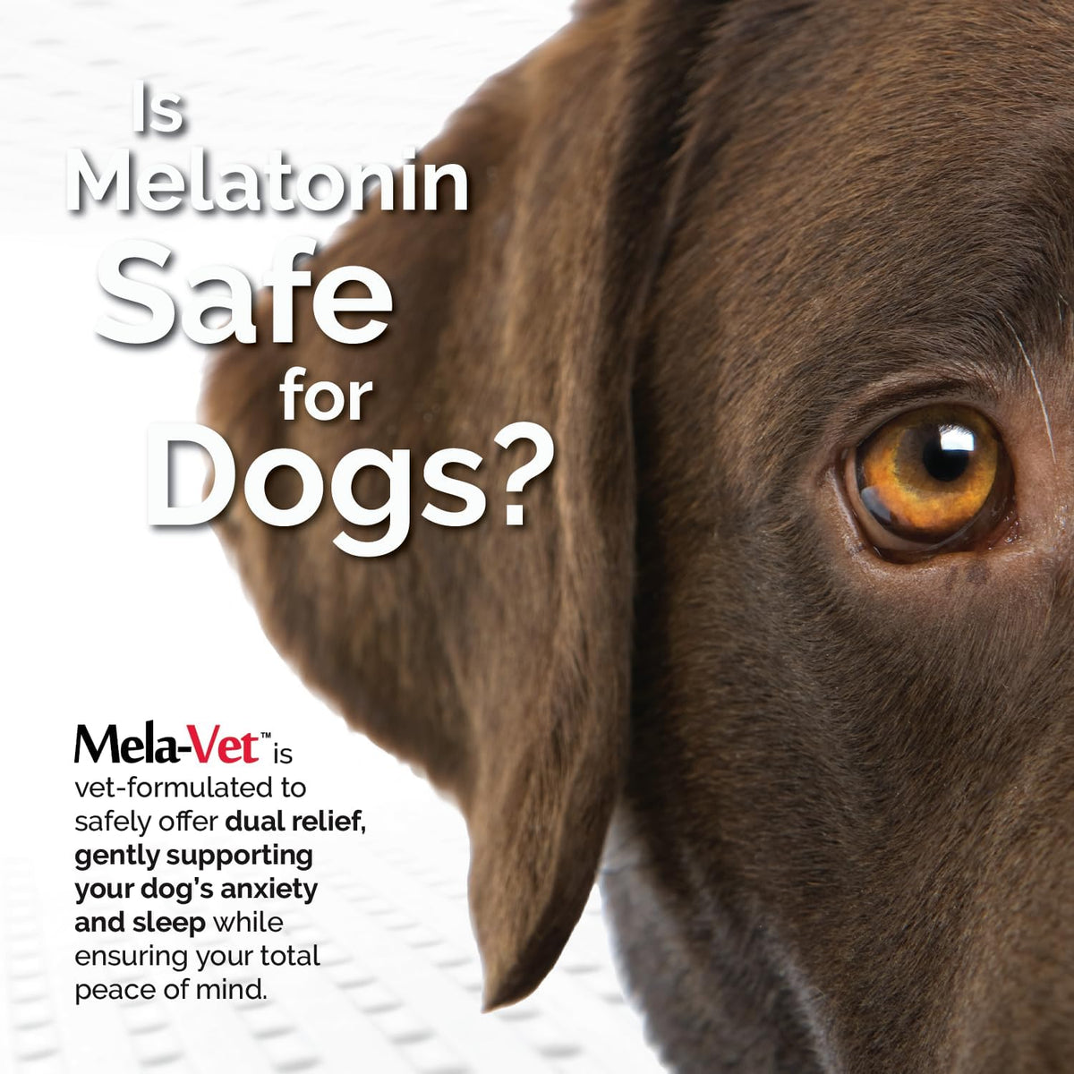 Melatonin Calming Soft Chews for Dogs – Vet-Formulated Anxiety Relief for Travel, Fireworks & Separation Stress, Helps Reduce Tension & Restlessness, Supports Healthy Skin & Coat – 120 Soft Chews