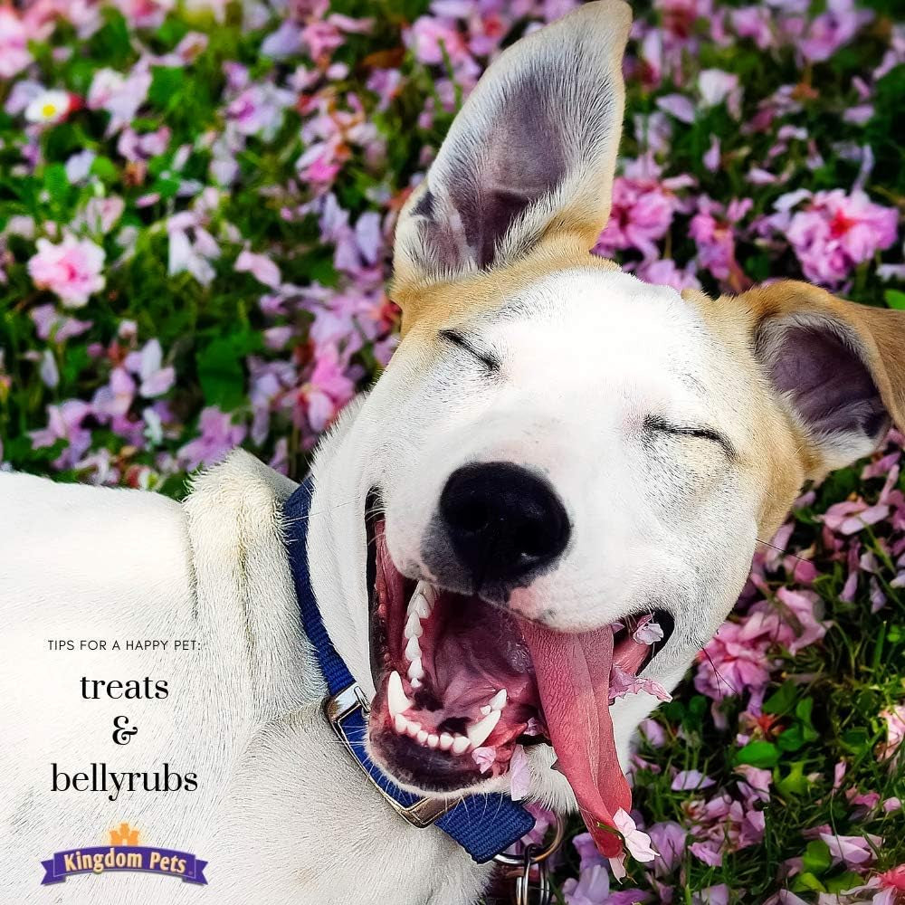Filler Free Chicken Jerky & Sweet Potato Twists, Premium Treats for Dogs, 48-Ounce Bag