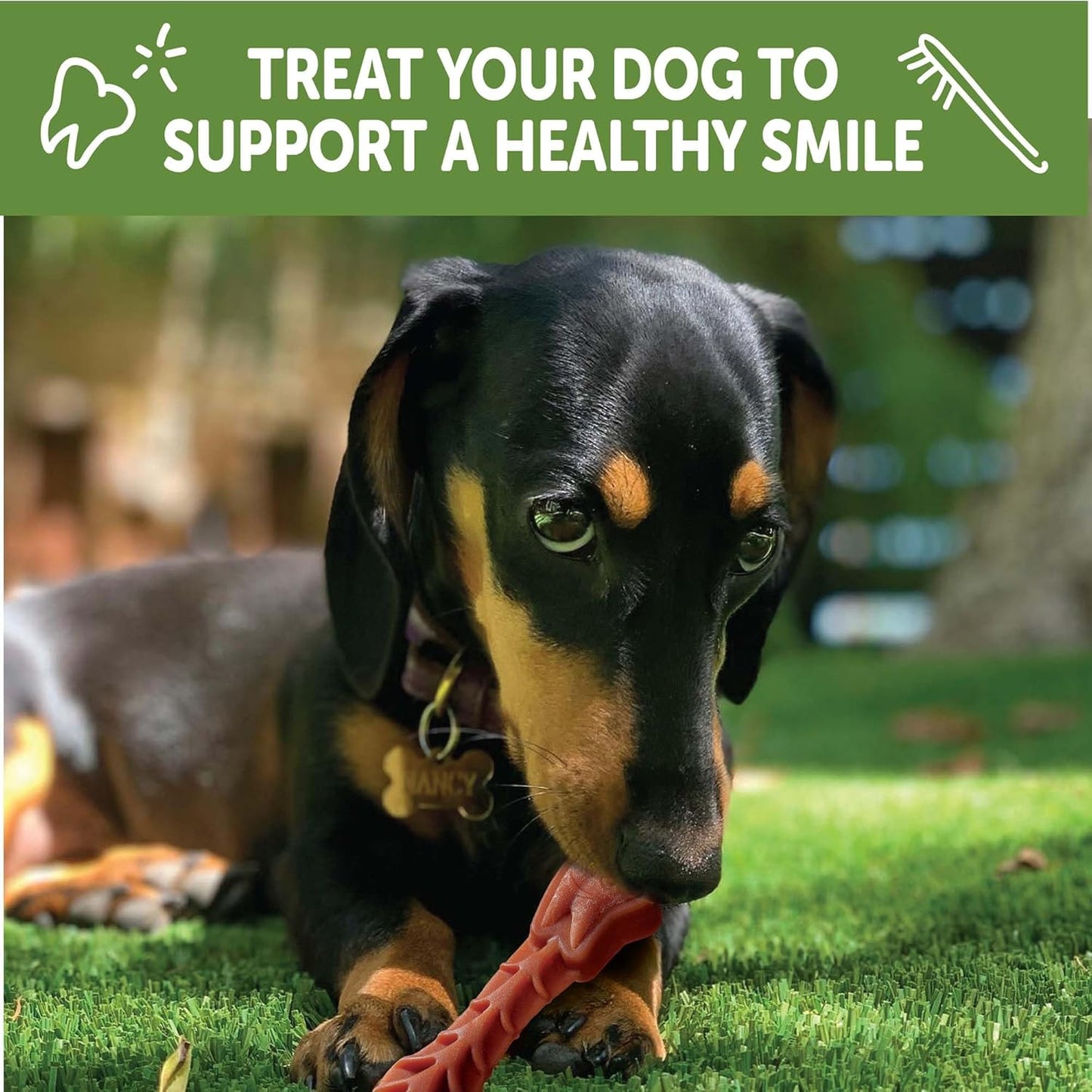 Whimzees Wellness Brushzees Natural Dog Dental Treat, VOHC Accepted Chews, Freshens Breath, Extra-Small Size, 12.7 Oz Bag, 48 Count