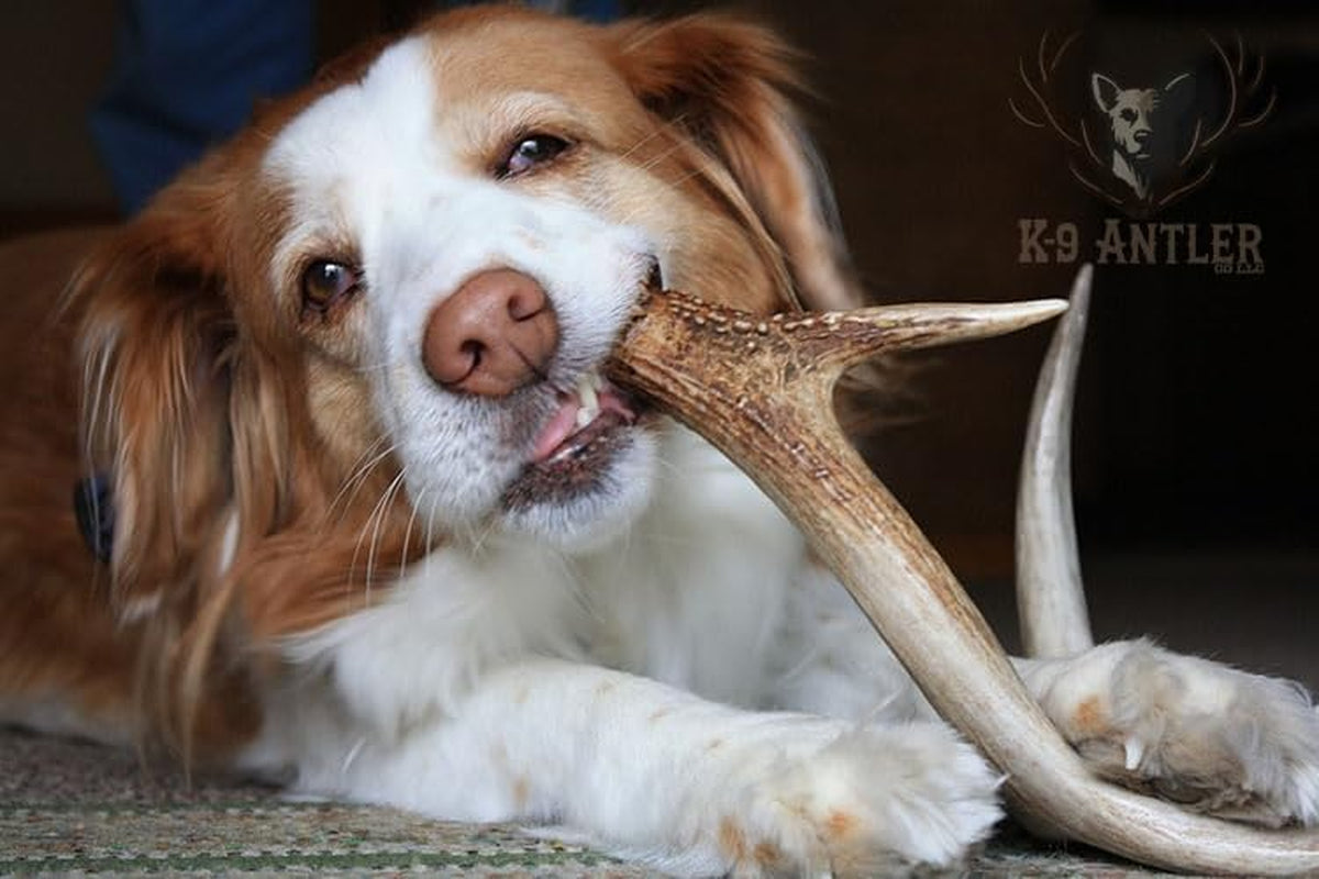 Elk Antlers for Dogs – Medium Whole (6-7.5 Inch), Durable Chew for Aggressive Chewers, USA Sourced, Naturally Shed & Ethically Harvested