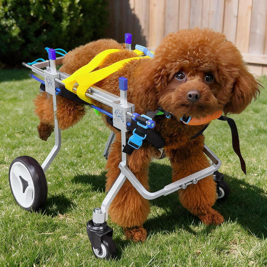 4 Wheel Dog Wheelchair, Adjustable Mobility Aid for Dogs, XXS