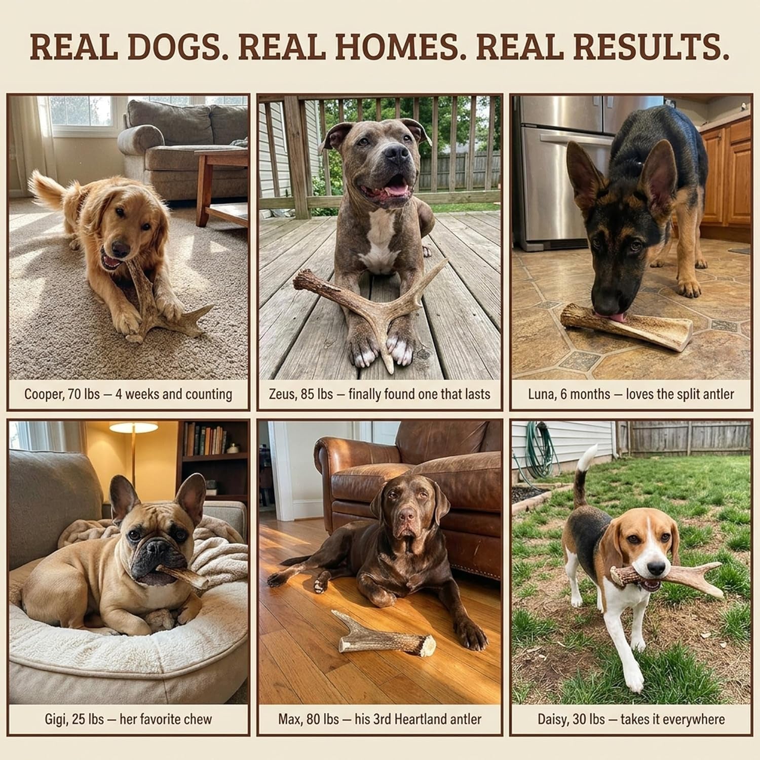 Heartland Antlers Deer Antler Dog Chew Large 6-8 Inch, Naturally Shed Rawhide Alternative 45-65 Lbs, Veteran Owned USA Sourced Grade A, Odor Free No Mess Splinter Free