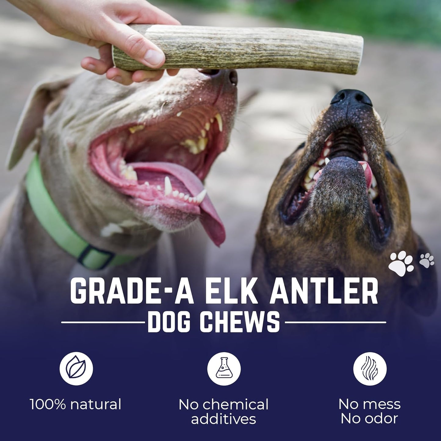 Devil Dog Pet Co. Elk Antlers for Dogs, Natural Dog Chew for Aggressive Chewers - Long Lasting and Odor Free - USA Sourced - Cleaner Teeth, Anxiety & Boredom Relief - Whole Medium 5"+ - Antler Bone