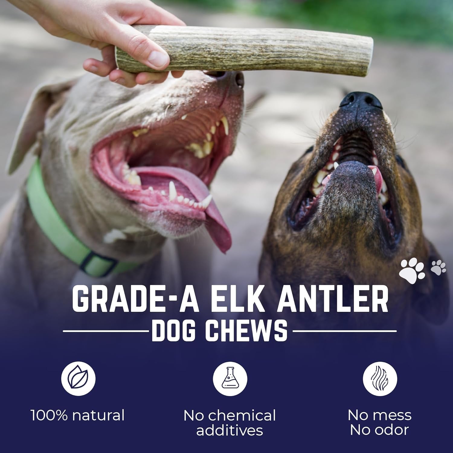 Devil Dog Pet Co. Elk Antlers for Dogs, Natural Dog Chew for Aggressive Chewers - Long Lasting and Odor Free - USA Sourced - Cleaner Teeth, Anxiety & Boredom Relief - Whole Medium 5"+ - Antler Bone