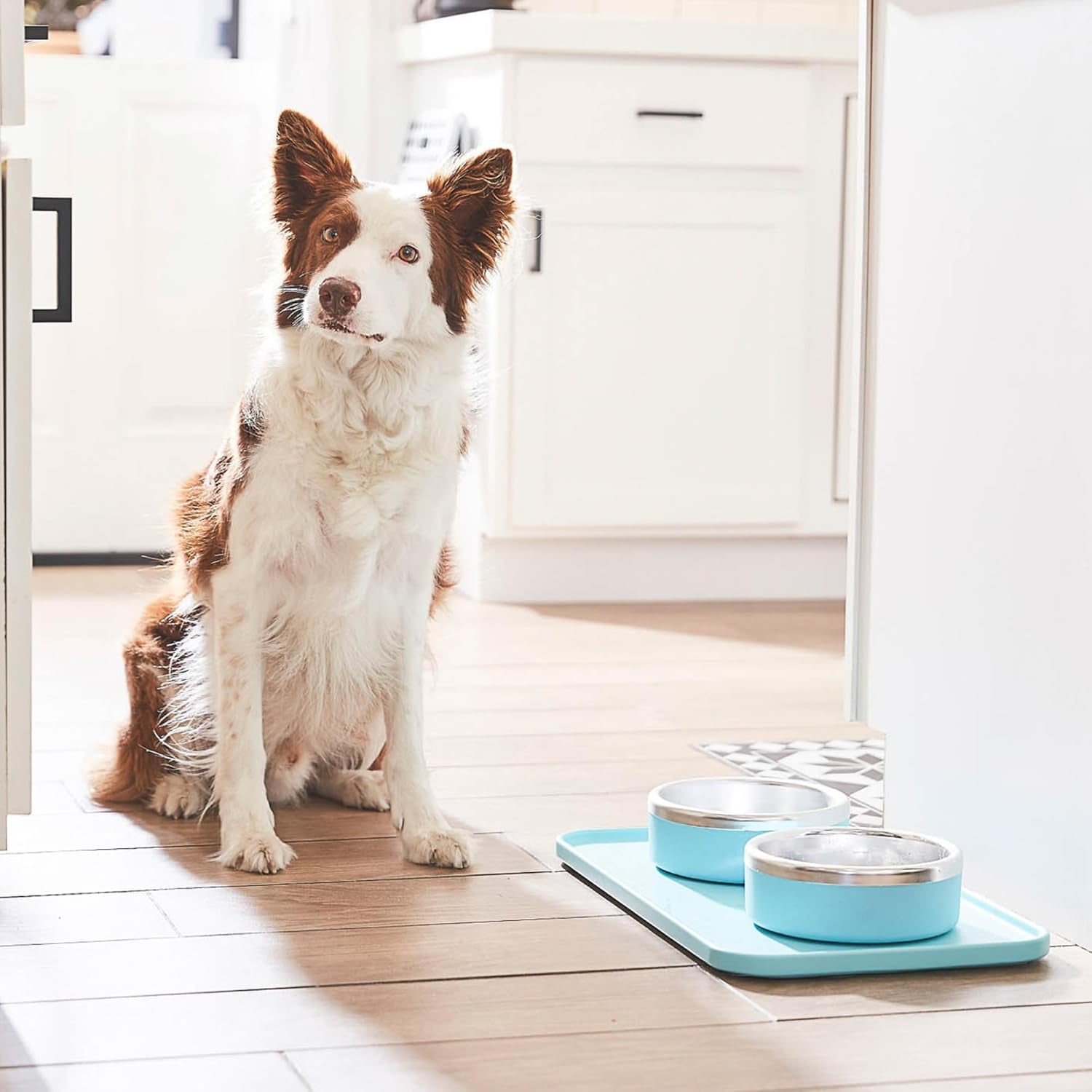 Trot Pets Premium Dog Bowls | Stainless Steel Bowl Set for Small, Medium, or Large Dogs | Non-Slip Food and & Water Slow Feeder | Durable, Bpa-Free, Anti-Skid, Dishwasher Safe (Cobalt, Small)