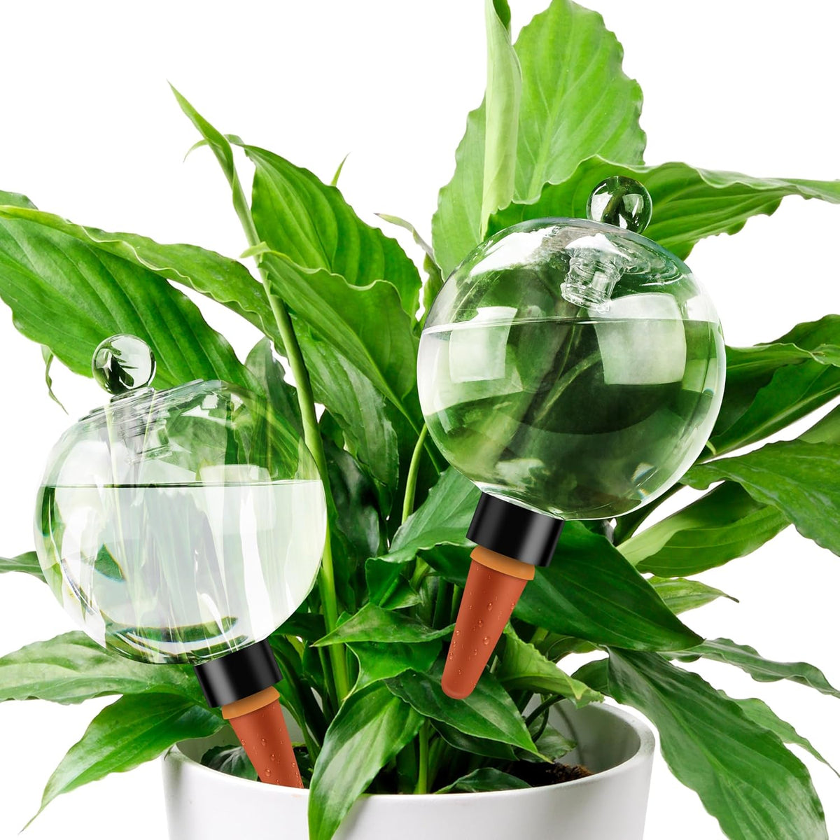 Soilagua 19 Oz up to 2 Weeks Extra Large Plant Watering Globes, 2 Pack