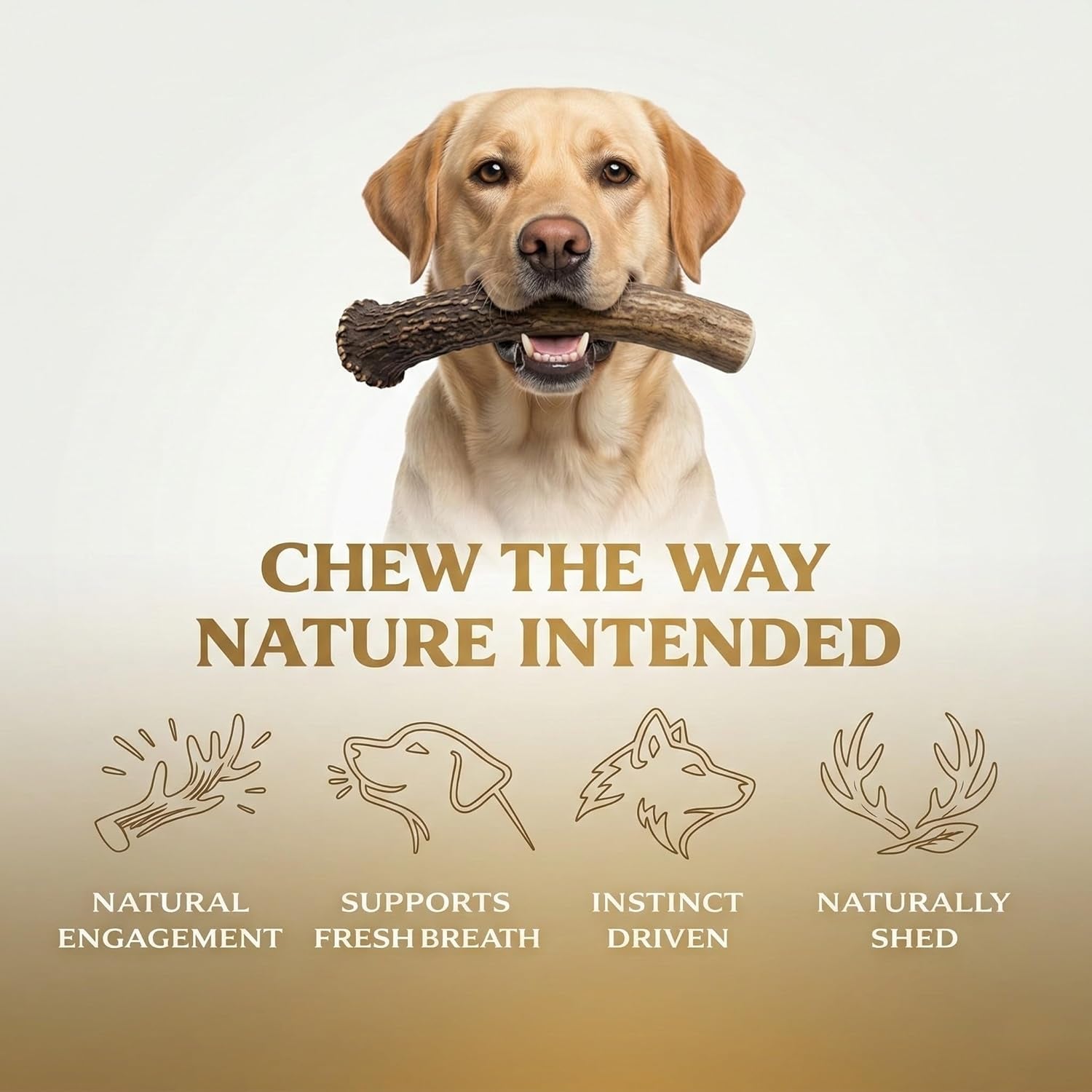 Whitetail Naturals Whole Deer Antler Dog Chews for Small & Medium Dogs – Natural Shed Antler Chew, Long Lasting Bone for Puppies and Smaller Breeds - Made in the USA