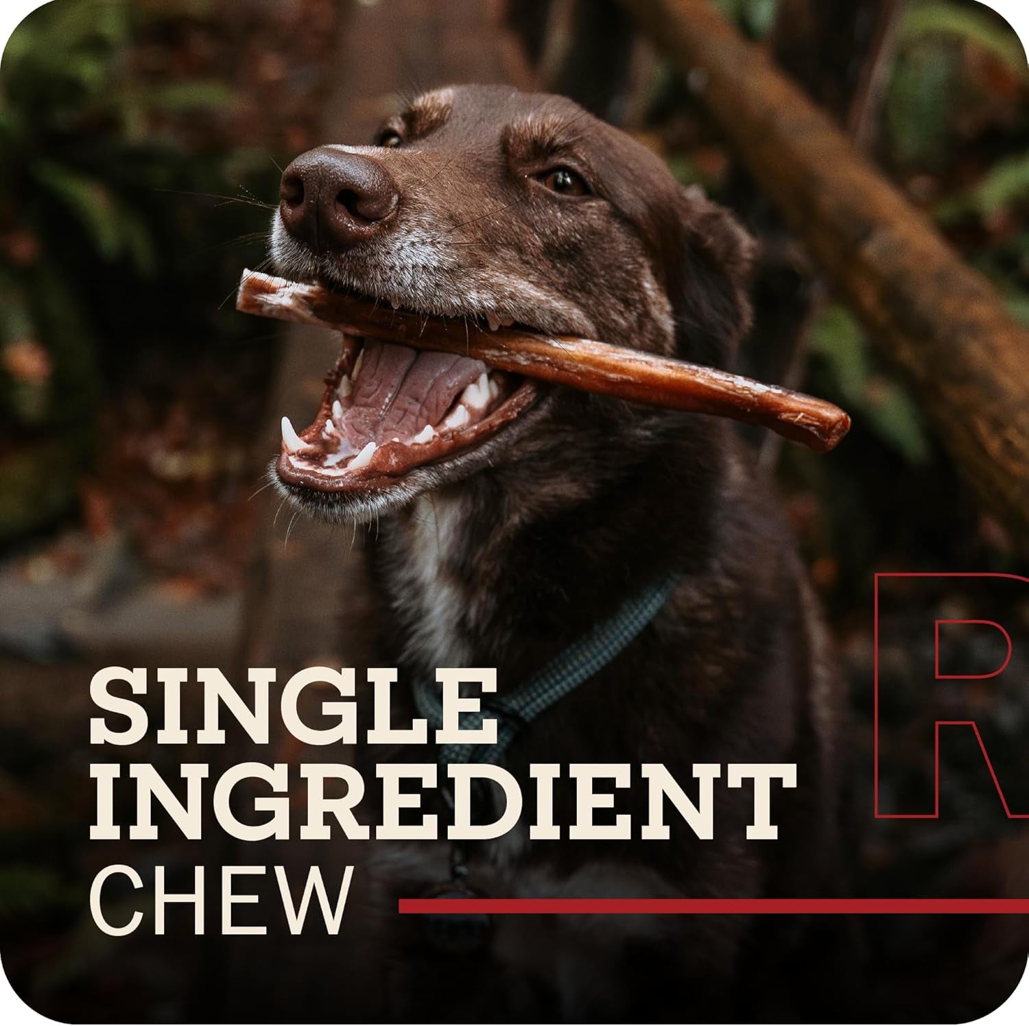 Redbarn Premium Bully Sticks for Dogs - 7 Inch, 6 Count - Long Lasting, Rawhide-Free, Slow Roasted, Low Odor & Highly Digestible, Single Ingredient Chews & All-Natural Dental Treats for Chewers