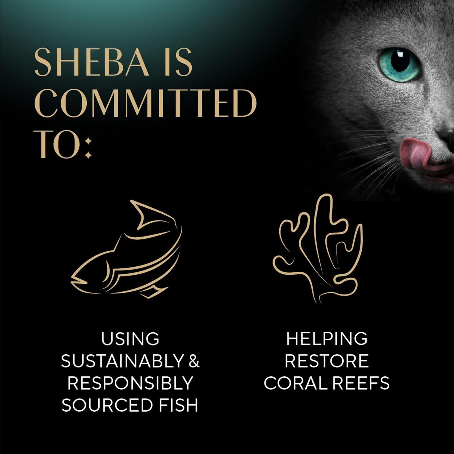 Sheba Perfect Portions Wet Cat Food Pate Savory Chicken, Roasted Turkey, with Sustainable Salmon, and Tender Whitefish & Tuna Variety Pack, 2.6 Oz. Twin-Pack Trays (48 Count, 96 Servings)