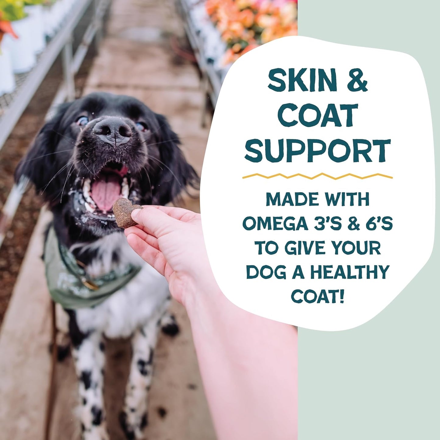 Shameless Pets Soft-Baked Dog Treats, Bananas for Bacon - Natural & Healthy Dog Chews for Skin & Coat Support with Omega 3 & 6 - Biscuits Baked & Made in USA, Free from Grain, Corn & Soy - 1-Pack
