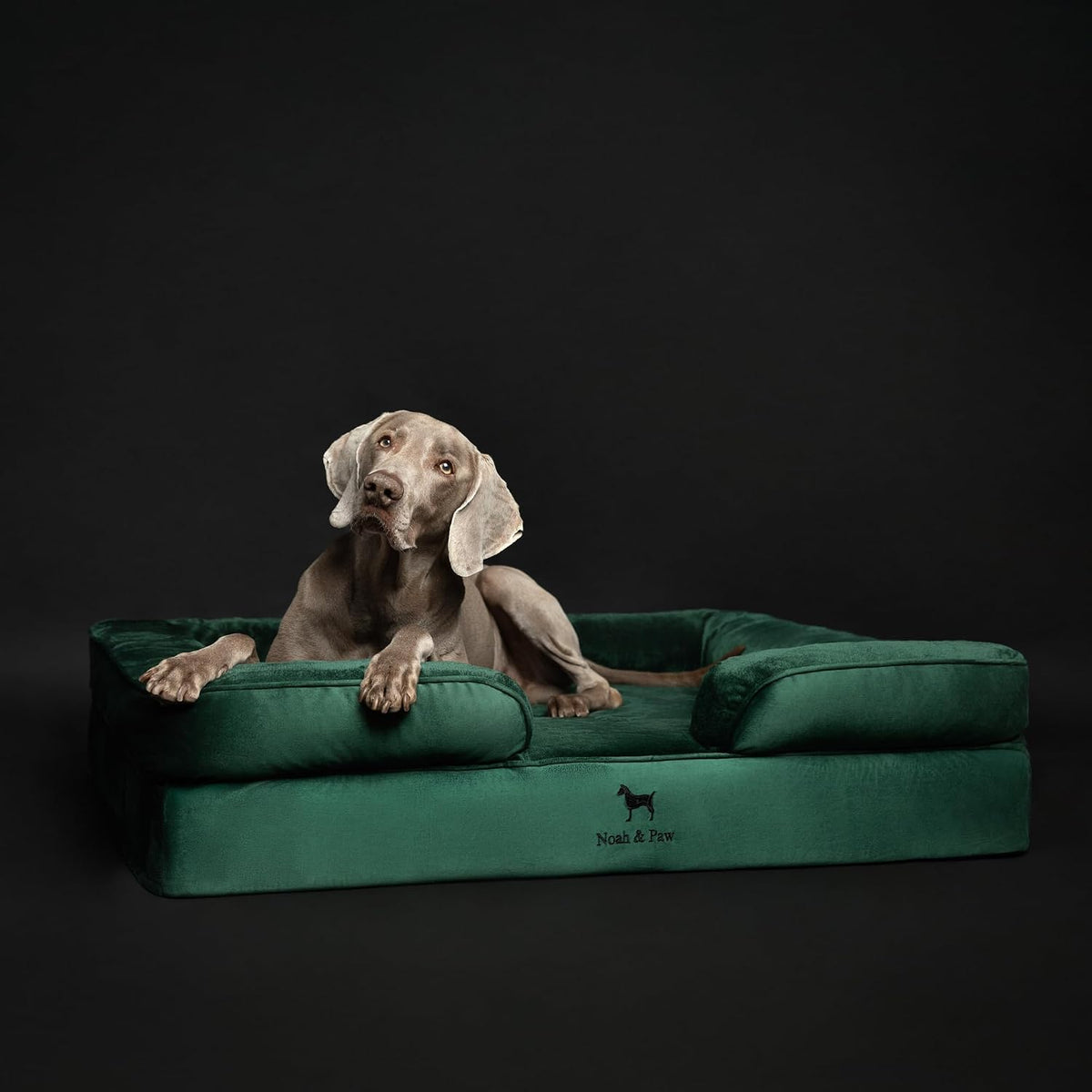 NOAH & PAW XL Dog Bed, 45X35X11 Inch, Orthopedic Large Dog Beds, Eggshell Memory Foam Infused with Cooling Gel, Inner Cover, Water Resistant, Machine Washable