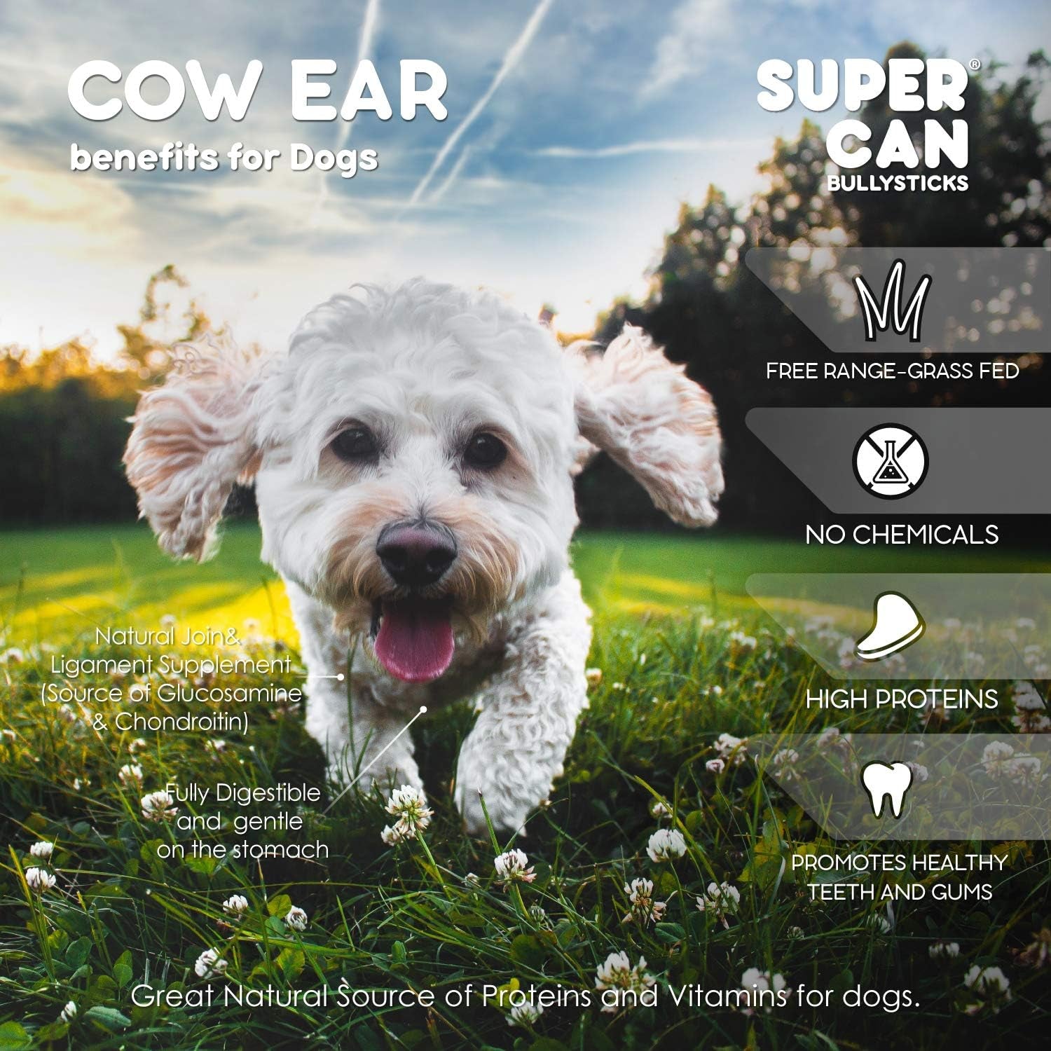 Natural Whole Cow Ears for Dogs (15 Count) | All Natural Angus Beef Ears | Easily Digestible High Protein Dog Snacks for Puppies, Large & Senior Dogs