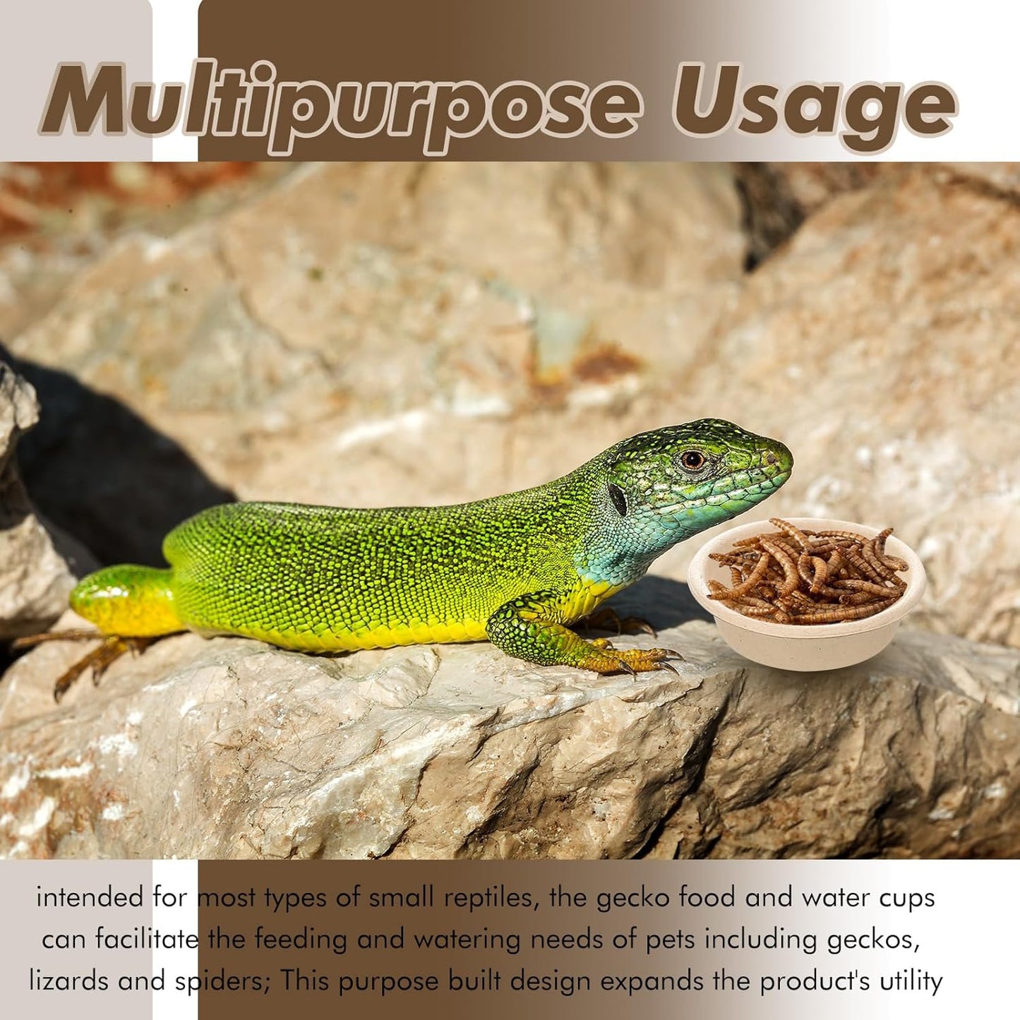 Maxcheck 1000 Pcs Paper Gecko Feeding Cups 1 Oz Food and Water Bowls Small Reptile Feeding Ledge Replacement Cup Dish Bowl Ledge Accessories for Gecko Lizards Spiders Small Pet